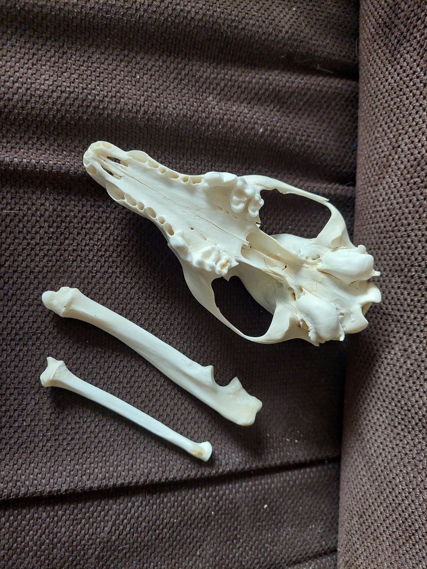 Fox upper skull #2, B-quality