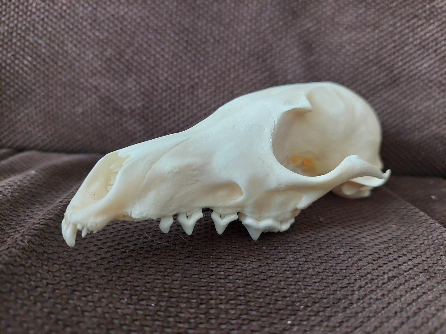 Fox upper skull #3