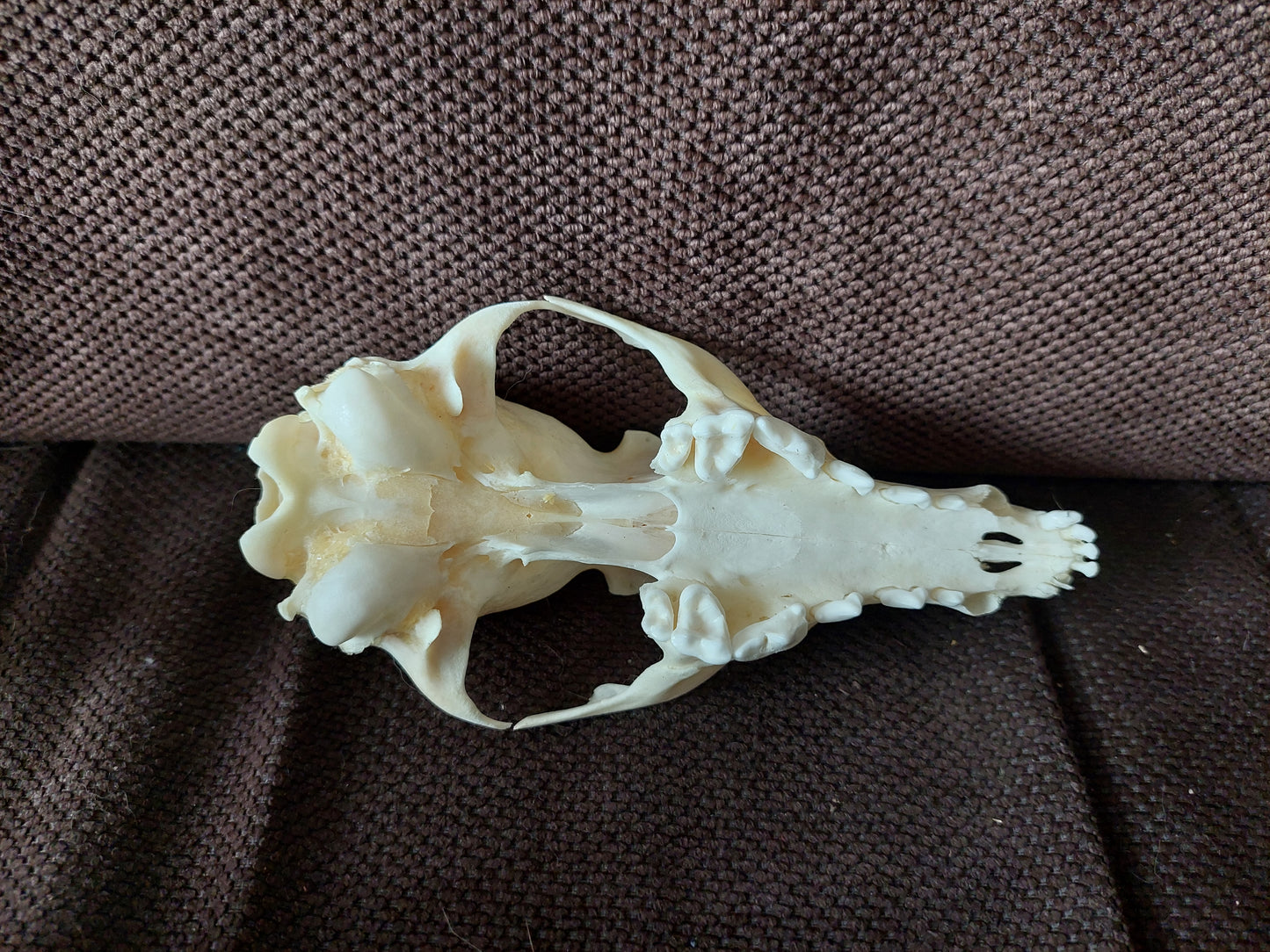 Fox upper skull #3