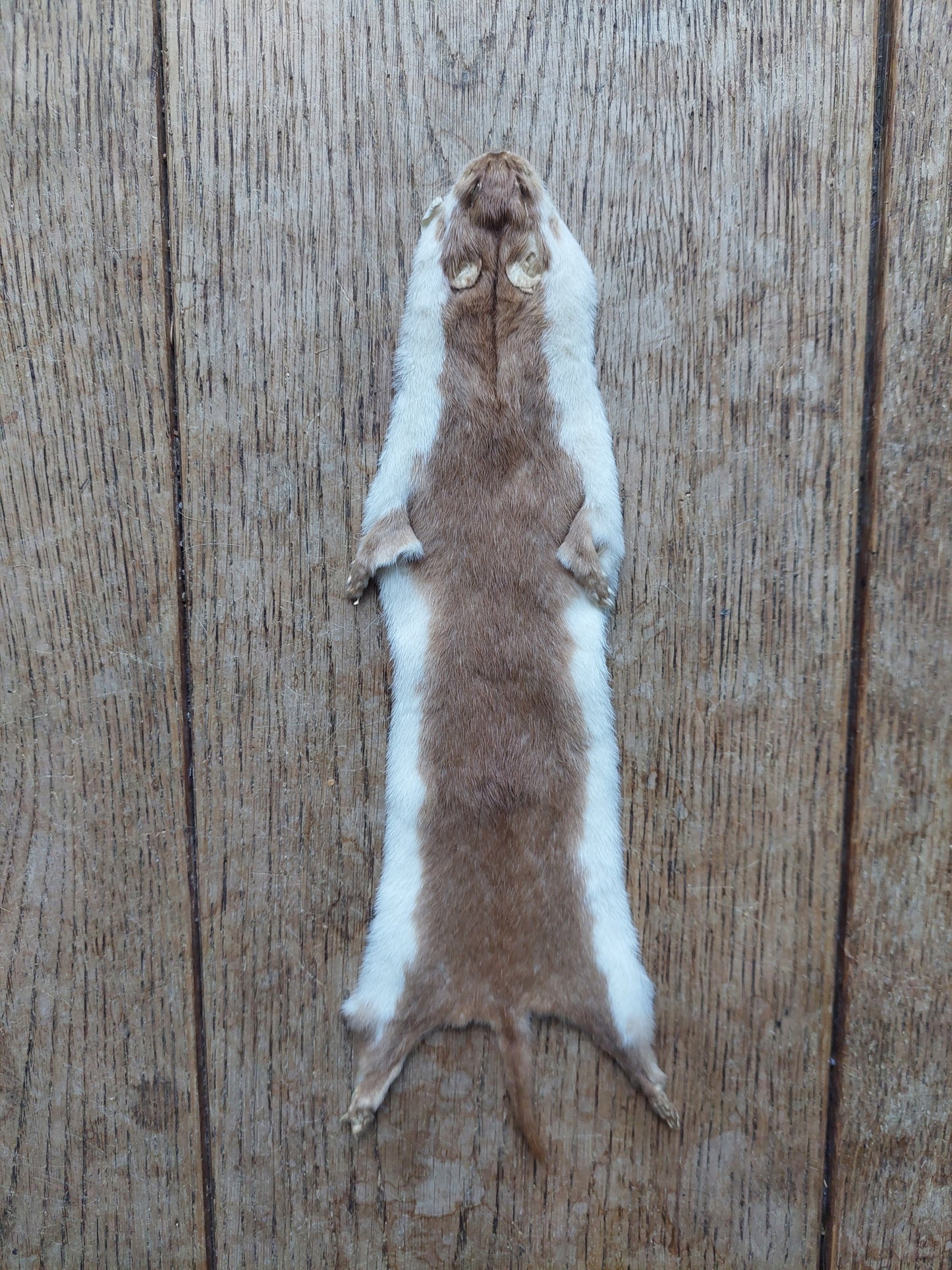 Weasel hide