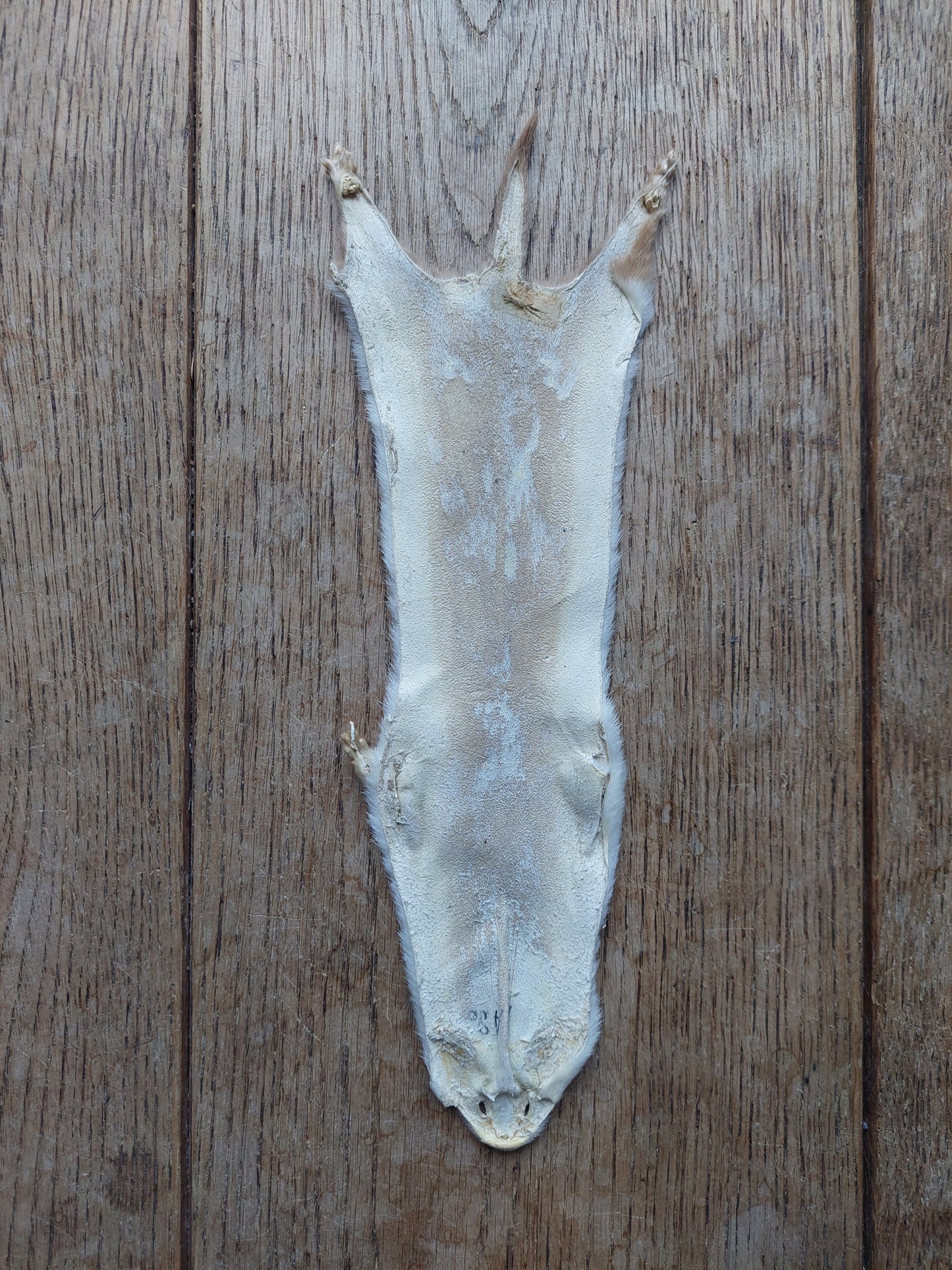 Weasel hide