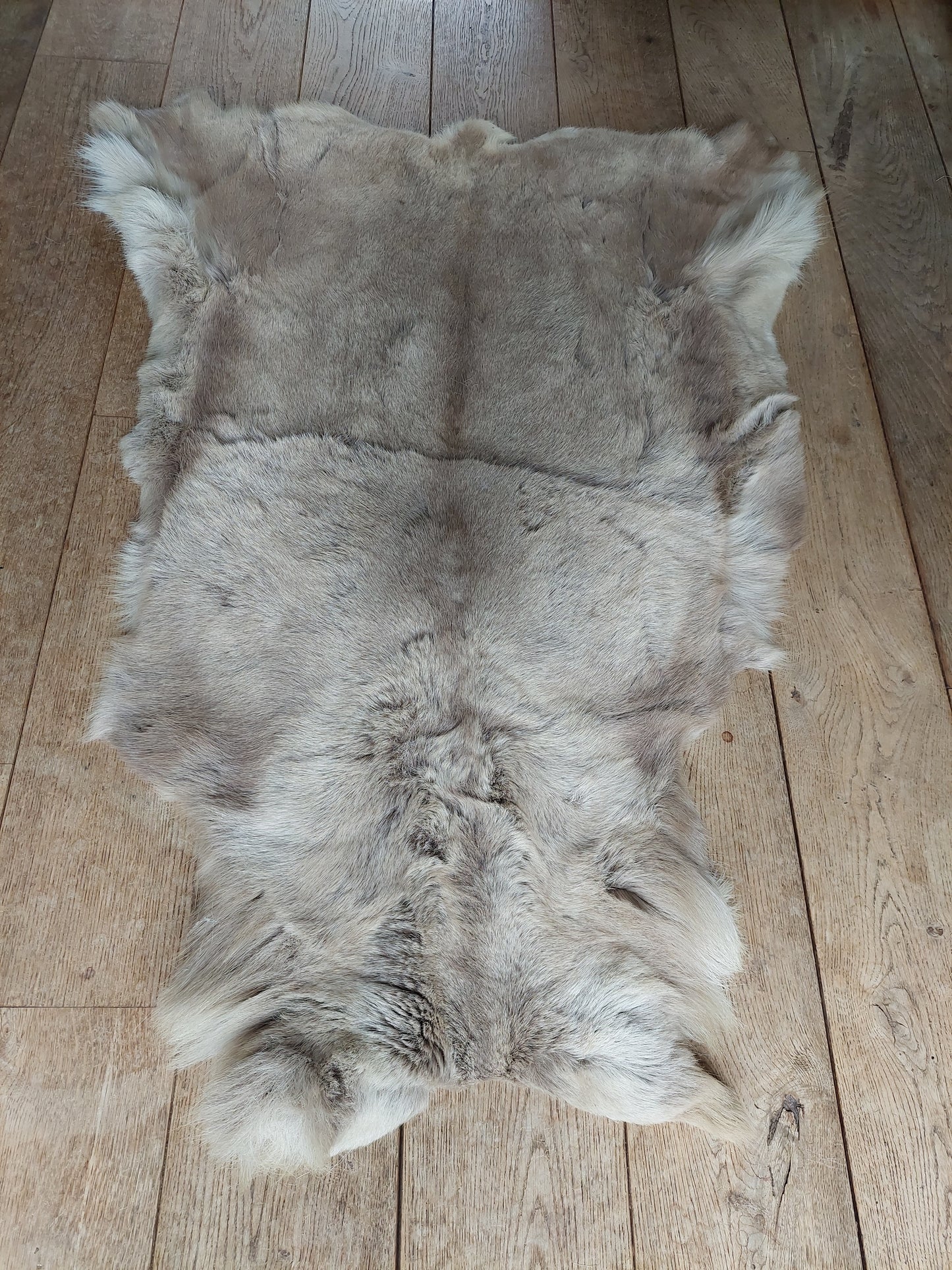 Reindeer hide #2