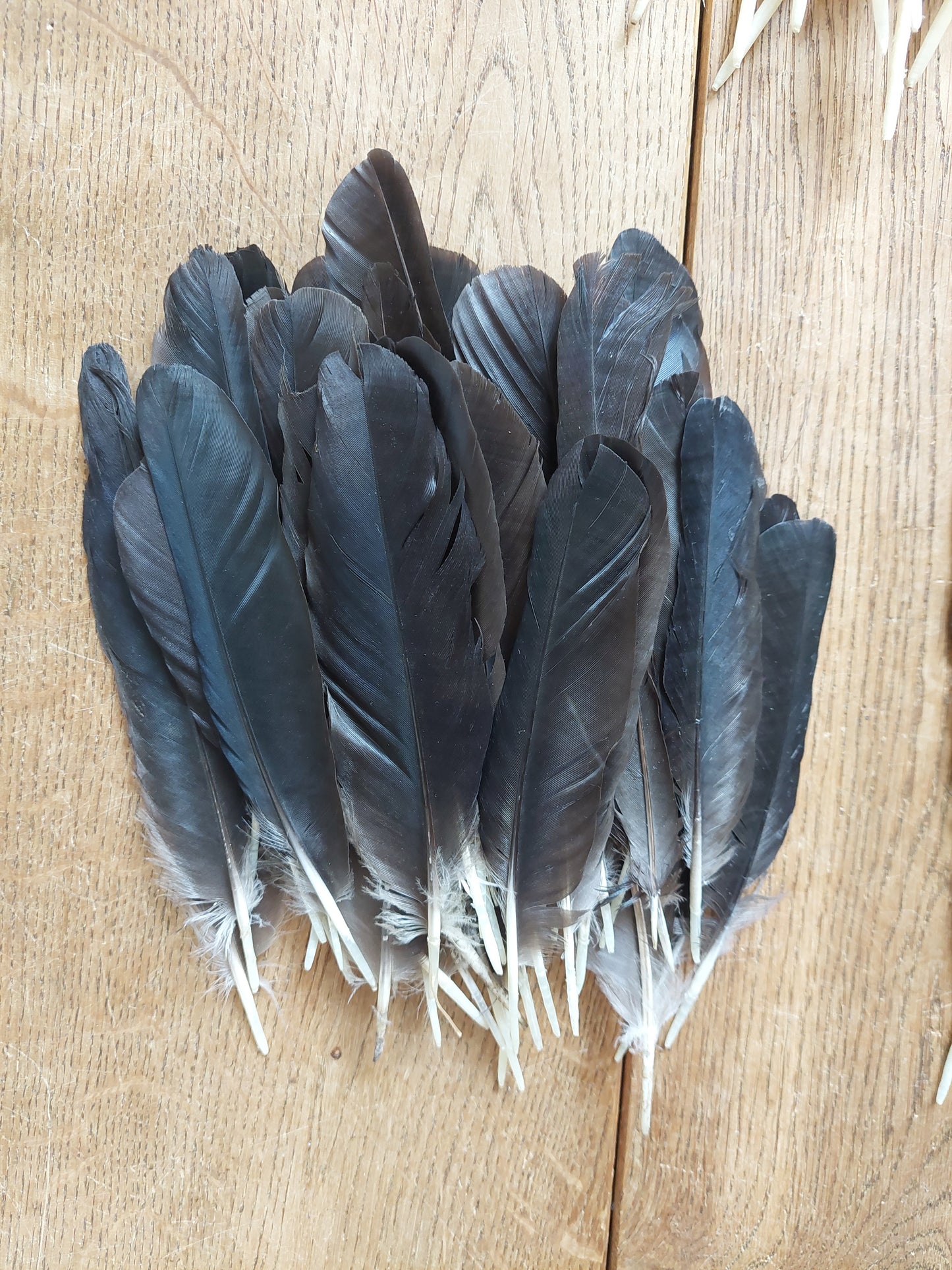 Crow feathers