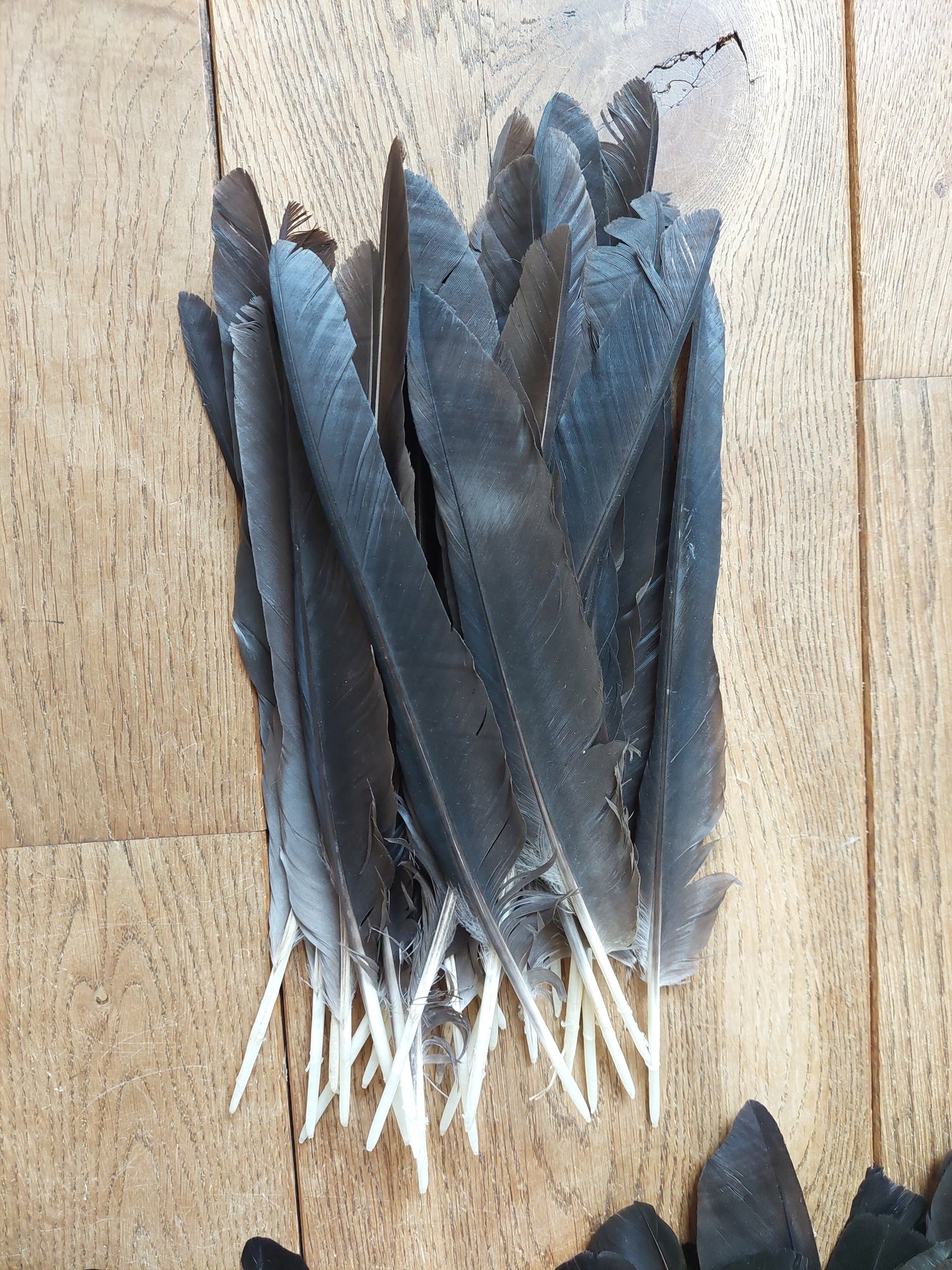 Crow feathers