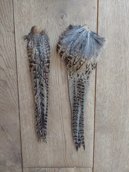 Pheasant tails, female