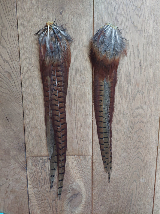 Pheasant tails, male