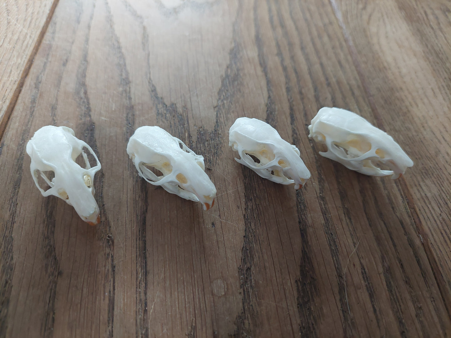 Rat skull in glass jar
