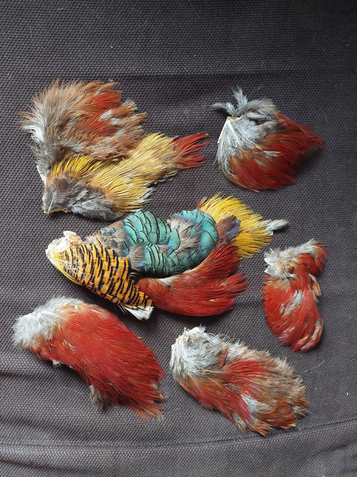 Golden pheasant skin pieces