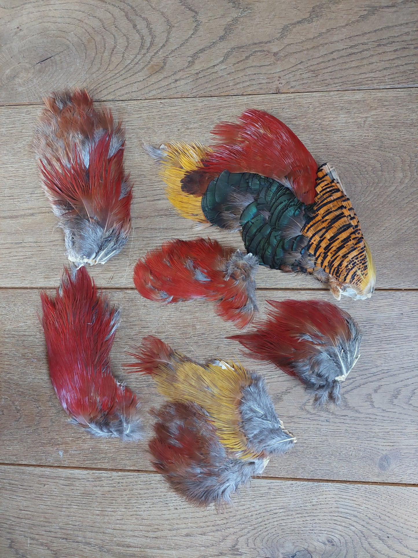 Golden pheasant skin pieces