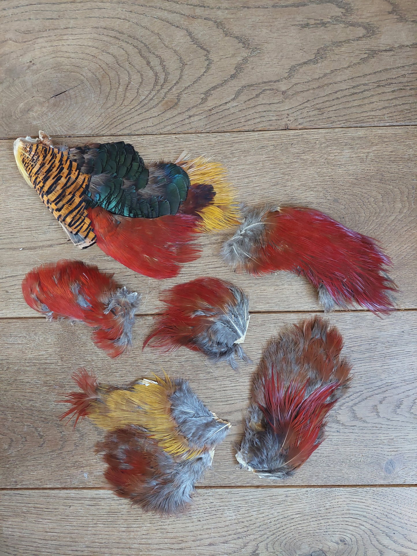 Golden pheasant skin pieces
