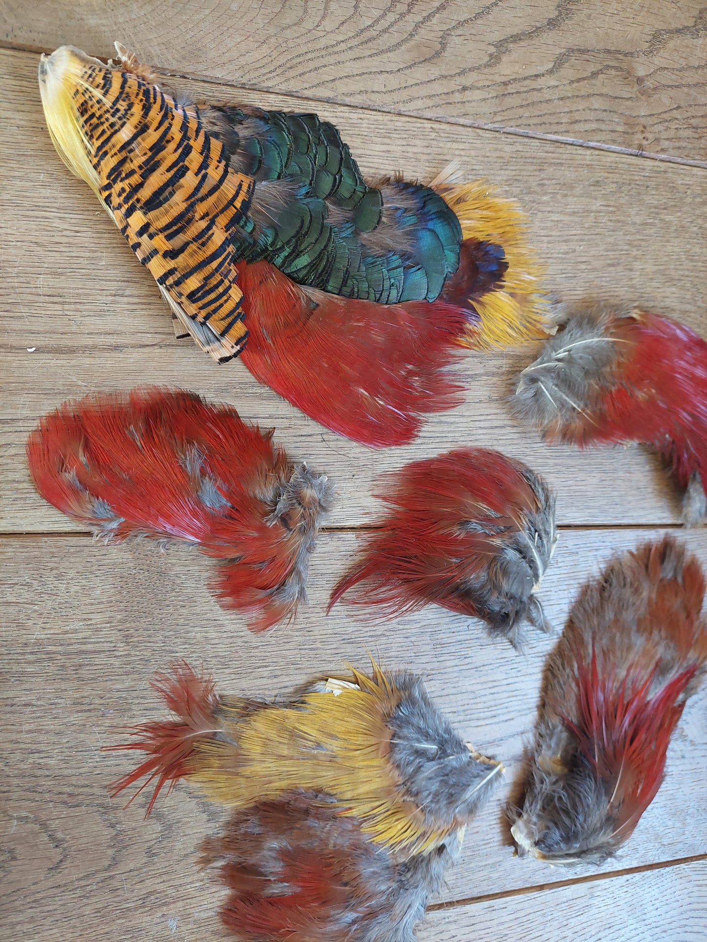 Golden pheasant skin pieces