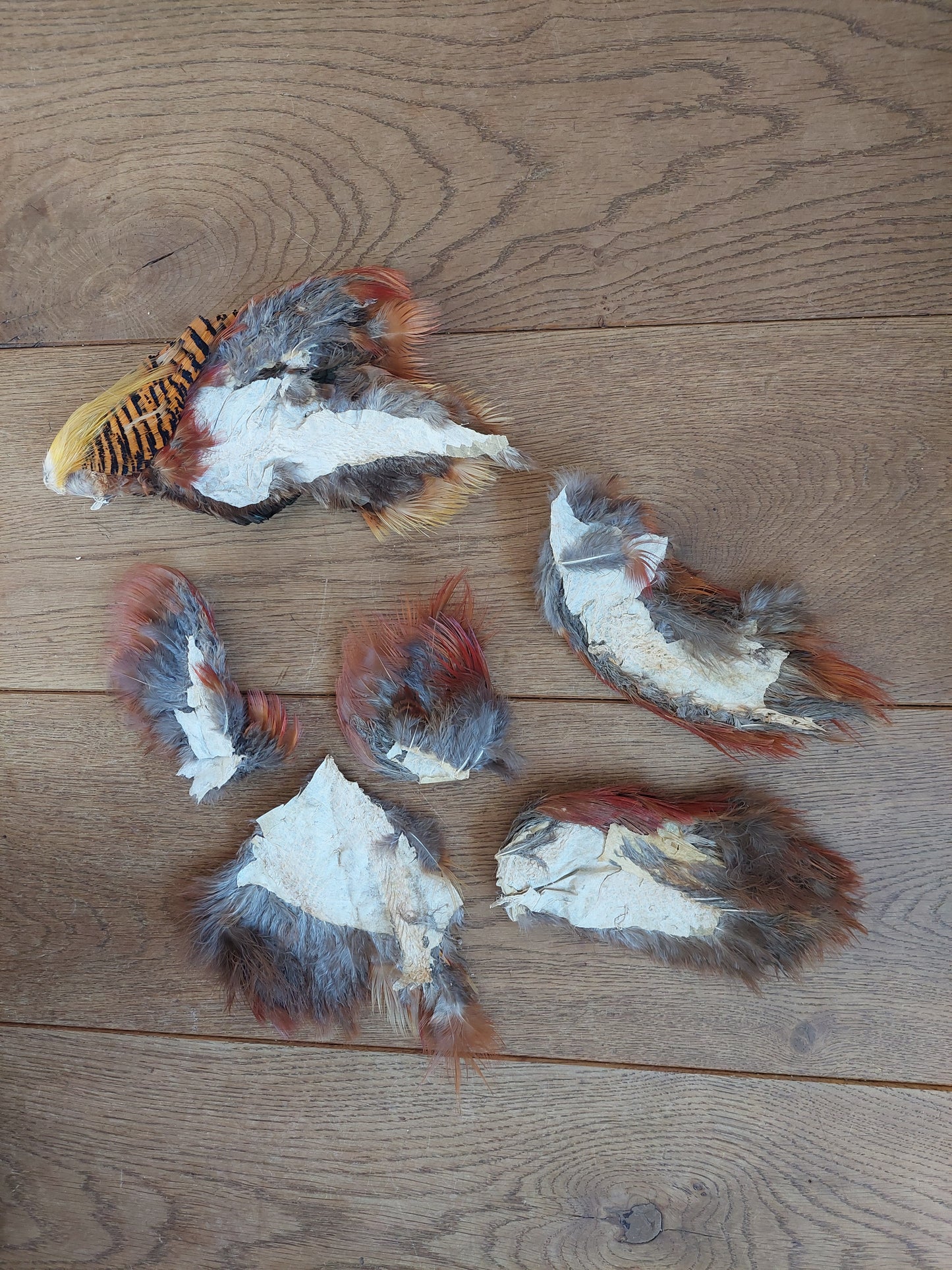 Golden pheasant skin pieces