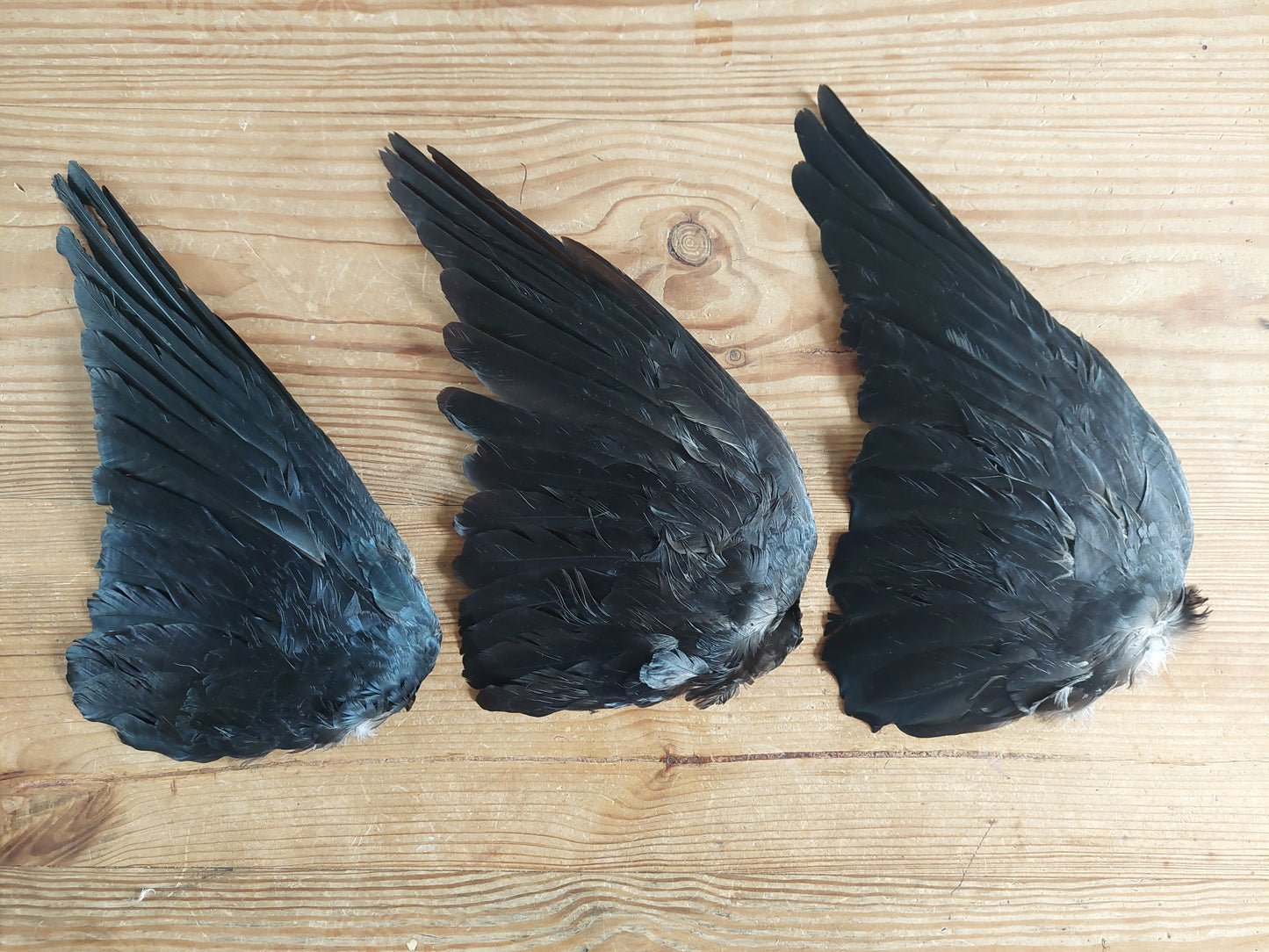 Jackdaw single wings (right side)