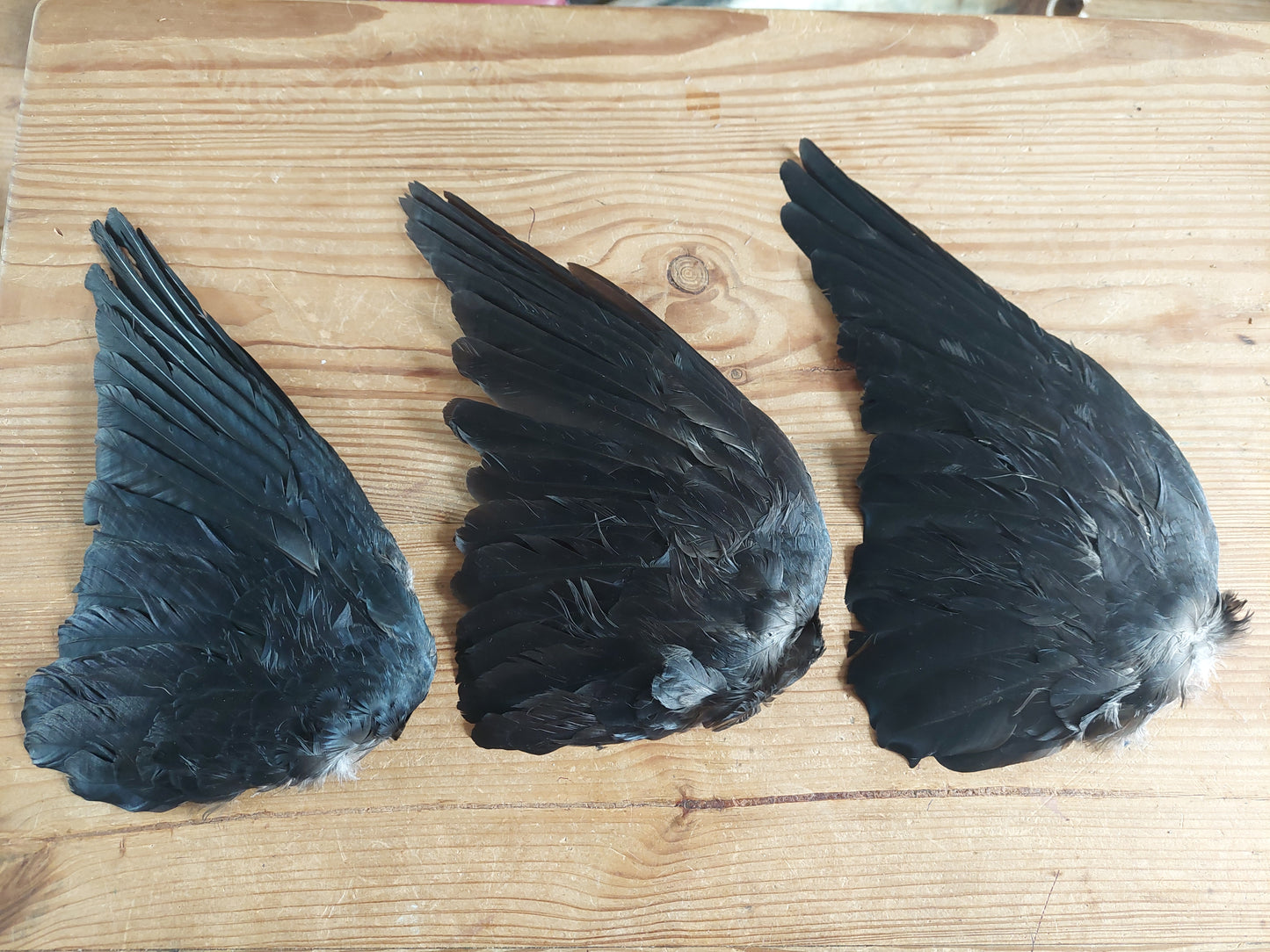 Jackdaw single wings (right side)