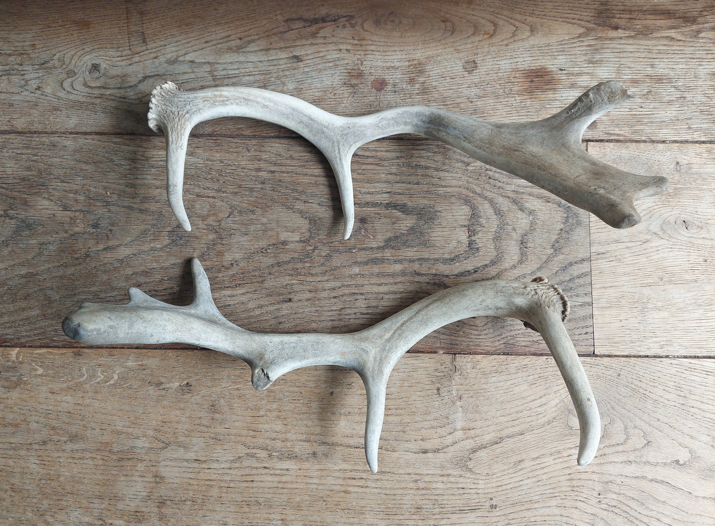 Fallow deer antlers, set of two #2