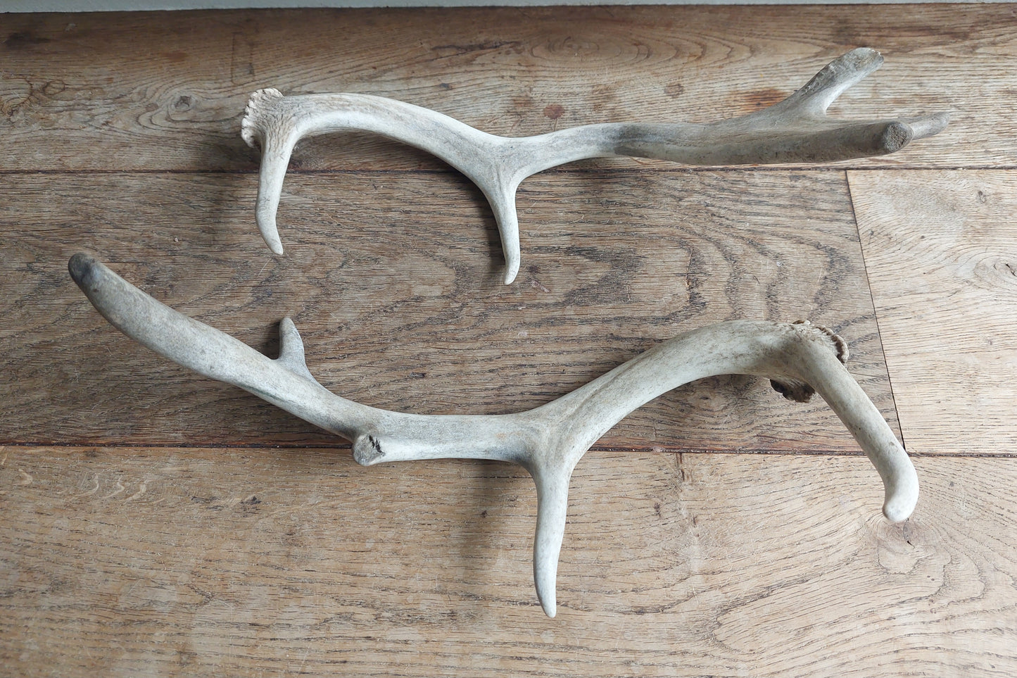 Fallow deer antlers, set of two #2
