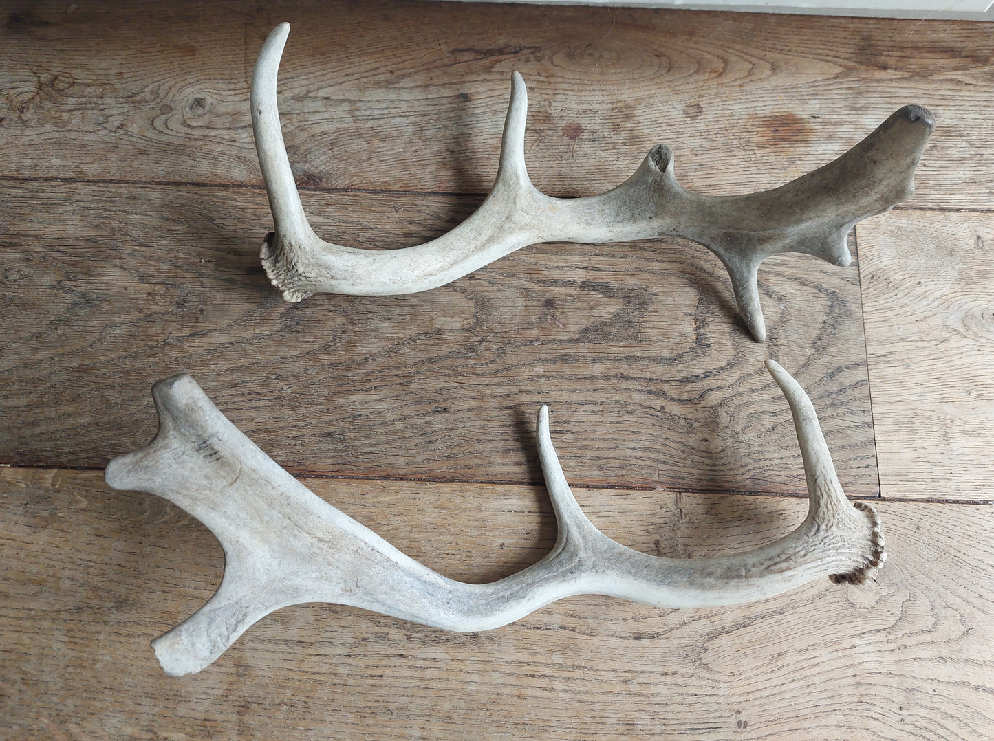 Fallow deer antlers, set of two #2