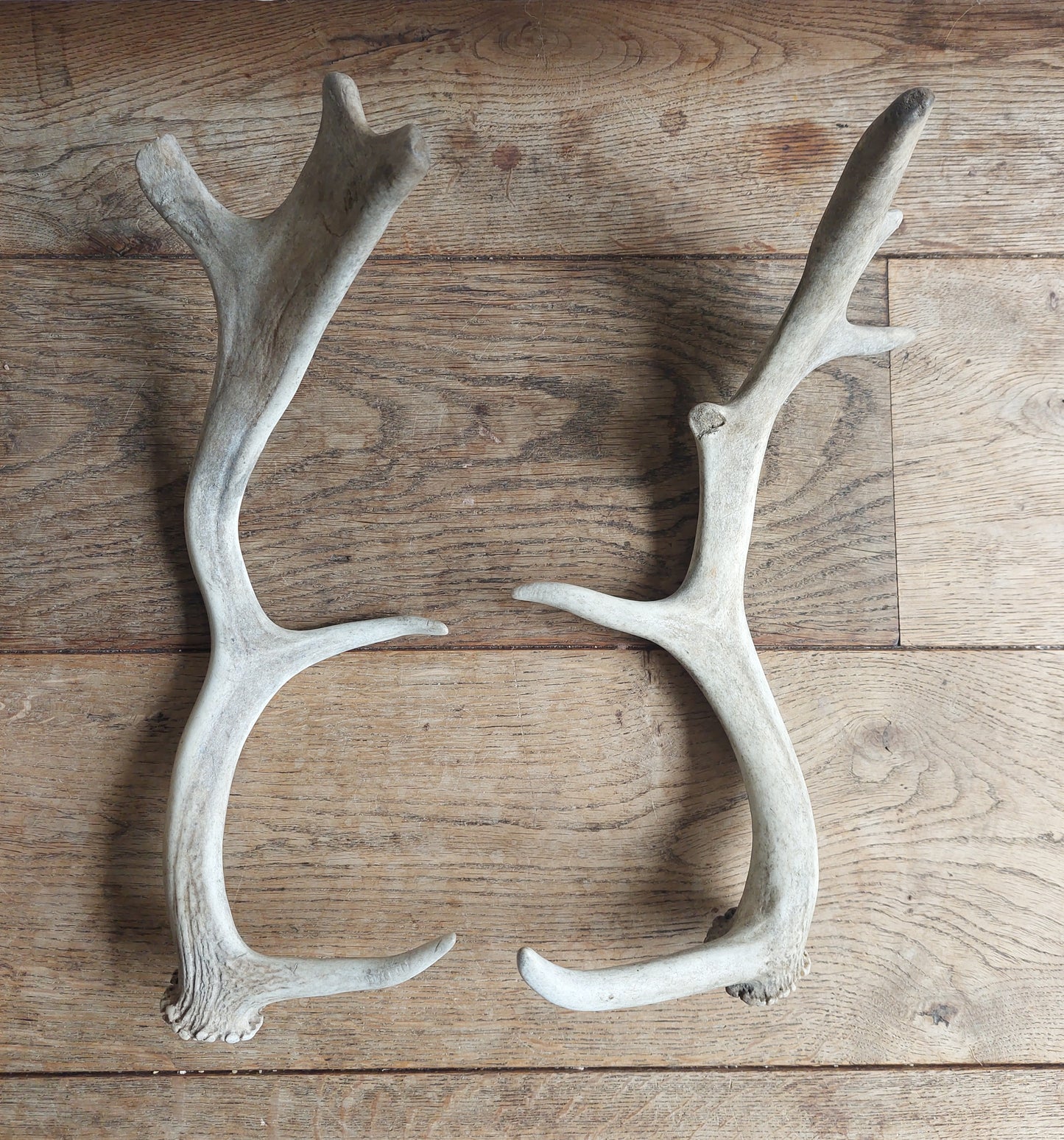 Fallow deer antlers, set of two #2