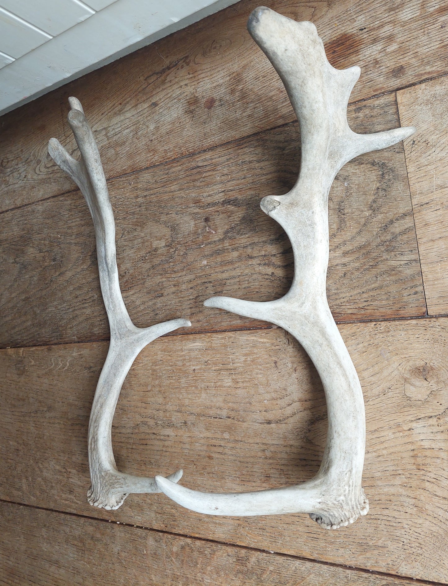Fallow deer antlers, set of two #2