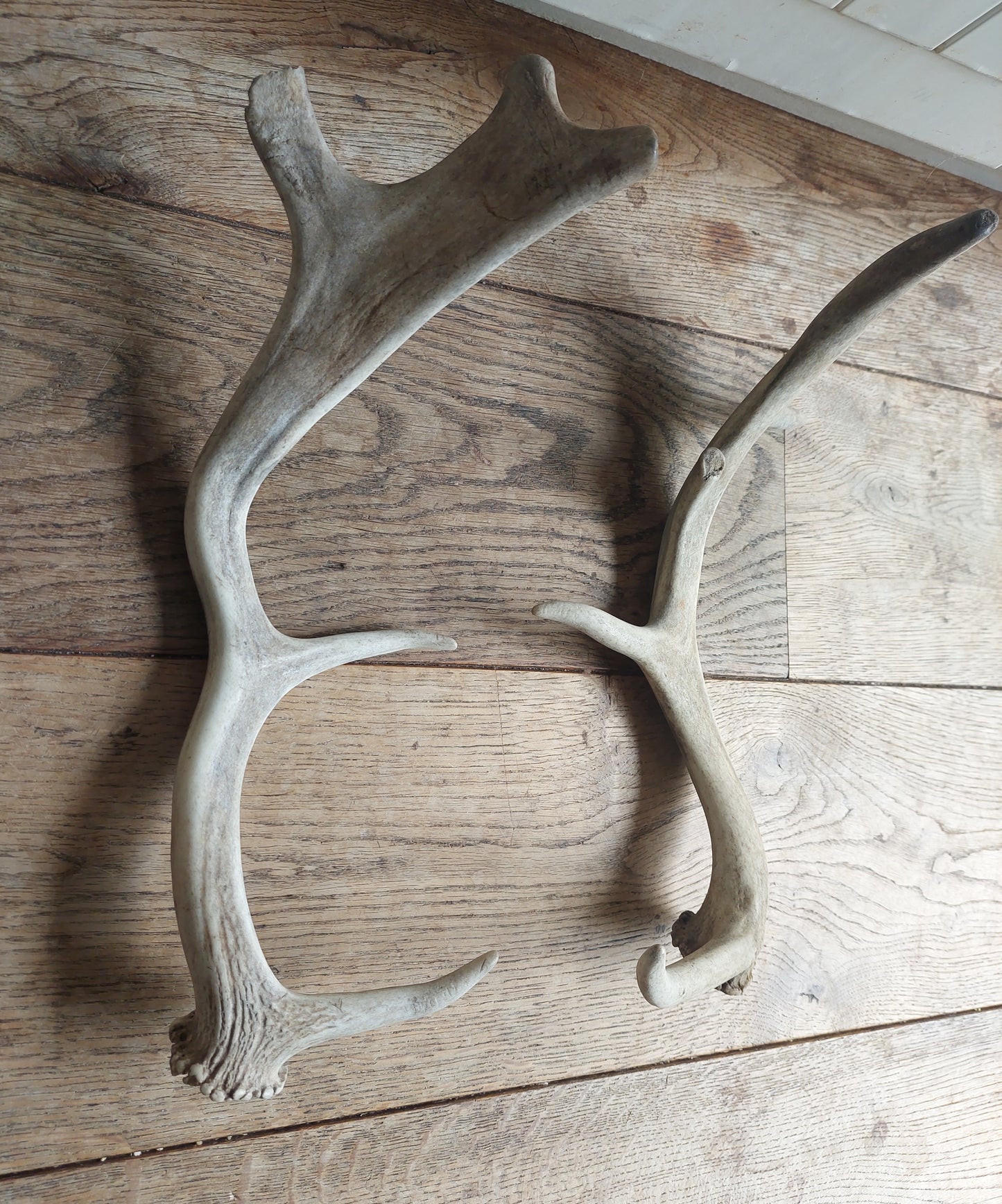 Fallow deer antlers, set of two #2
