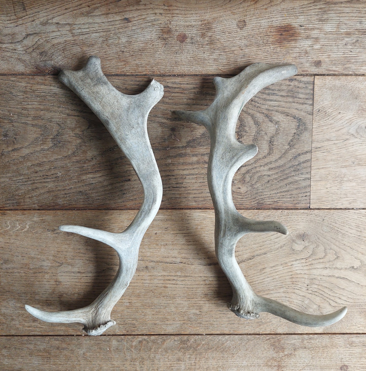 Fallow deer antlers, set of two #2