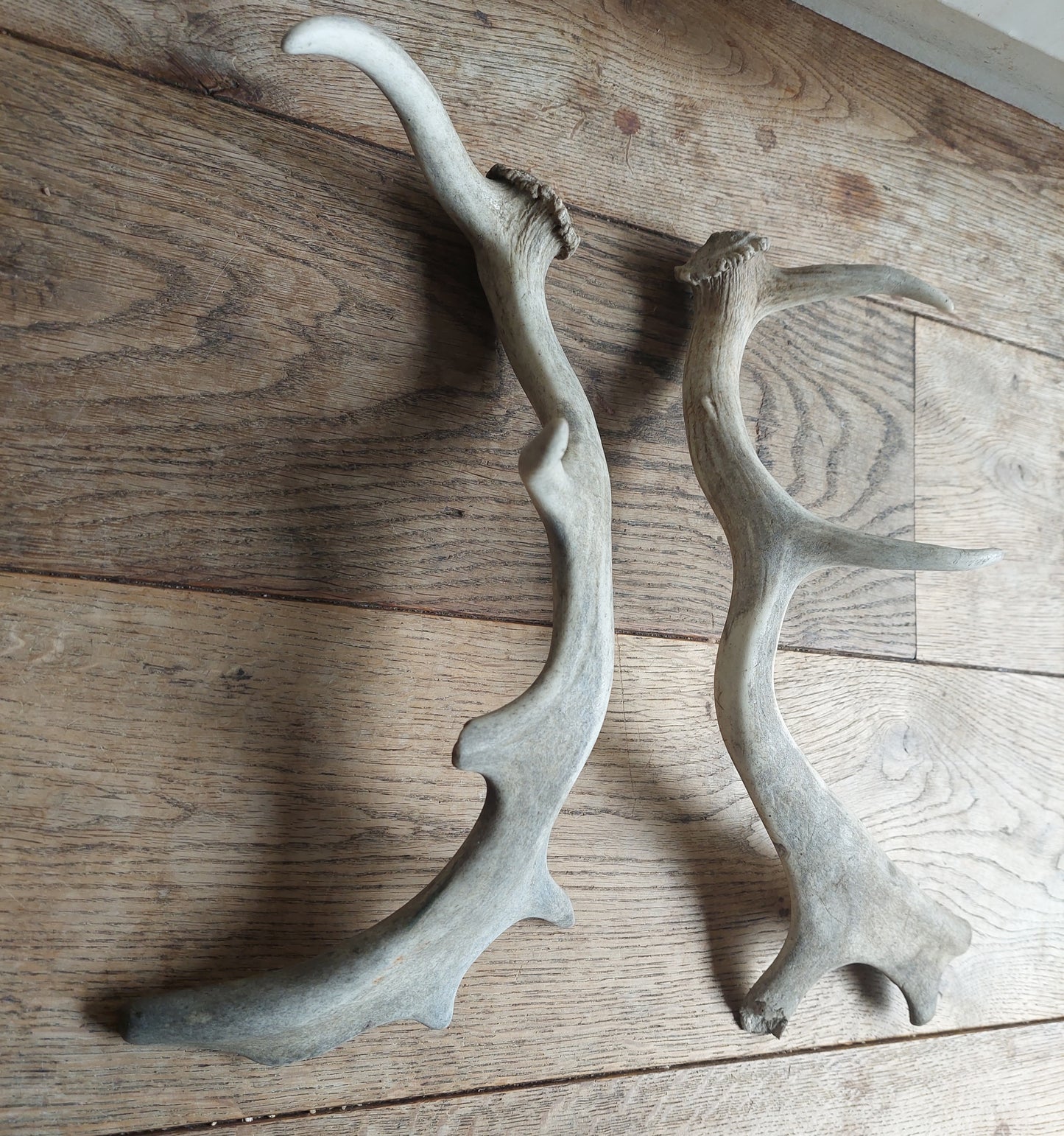 Fallow deer antlers, set of two #2