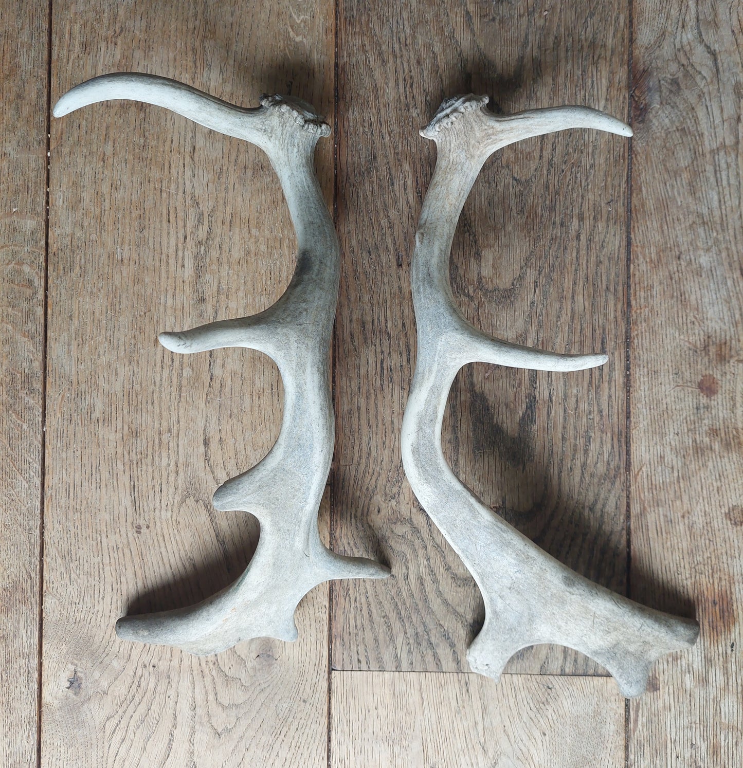 Fallow deer antlers, set of two #2