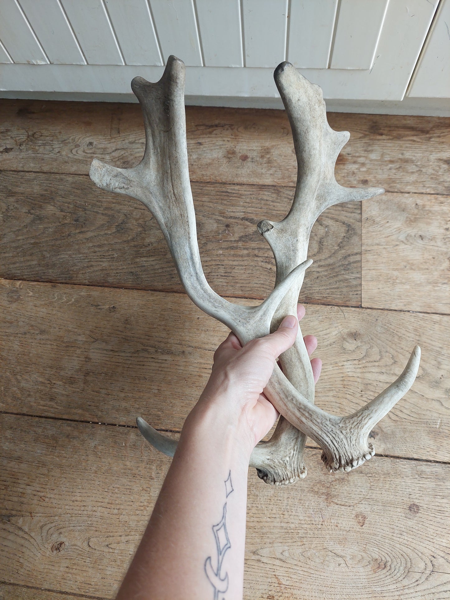 Fallow deer antlers, set of two #2