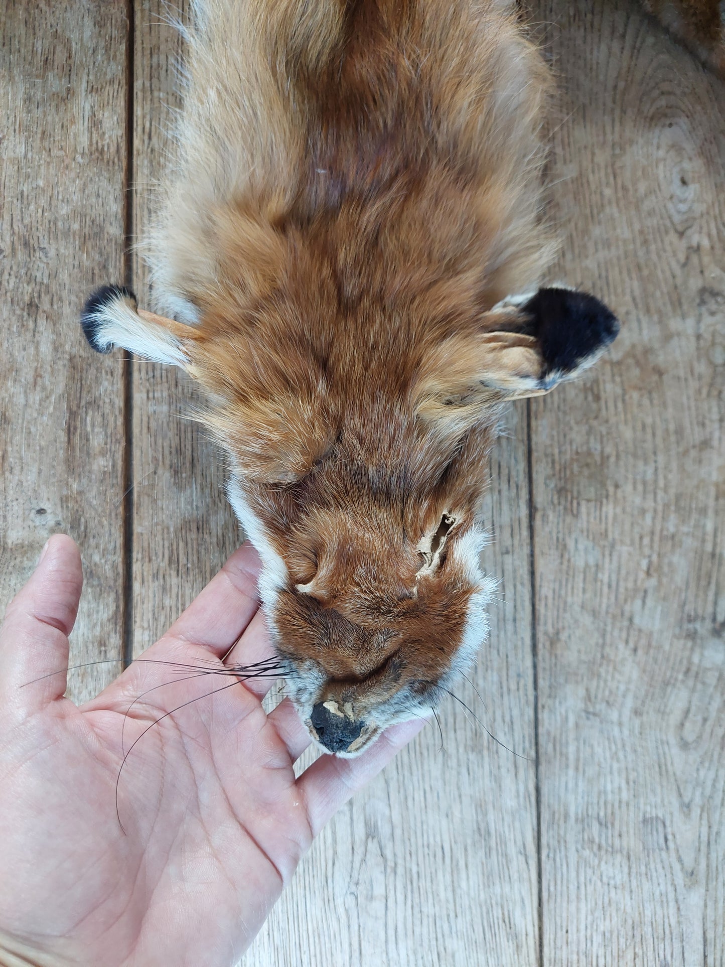 Red fox hide #11, B-quality