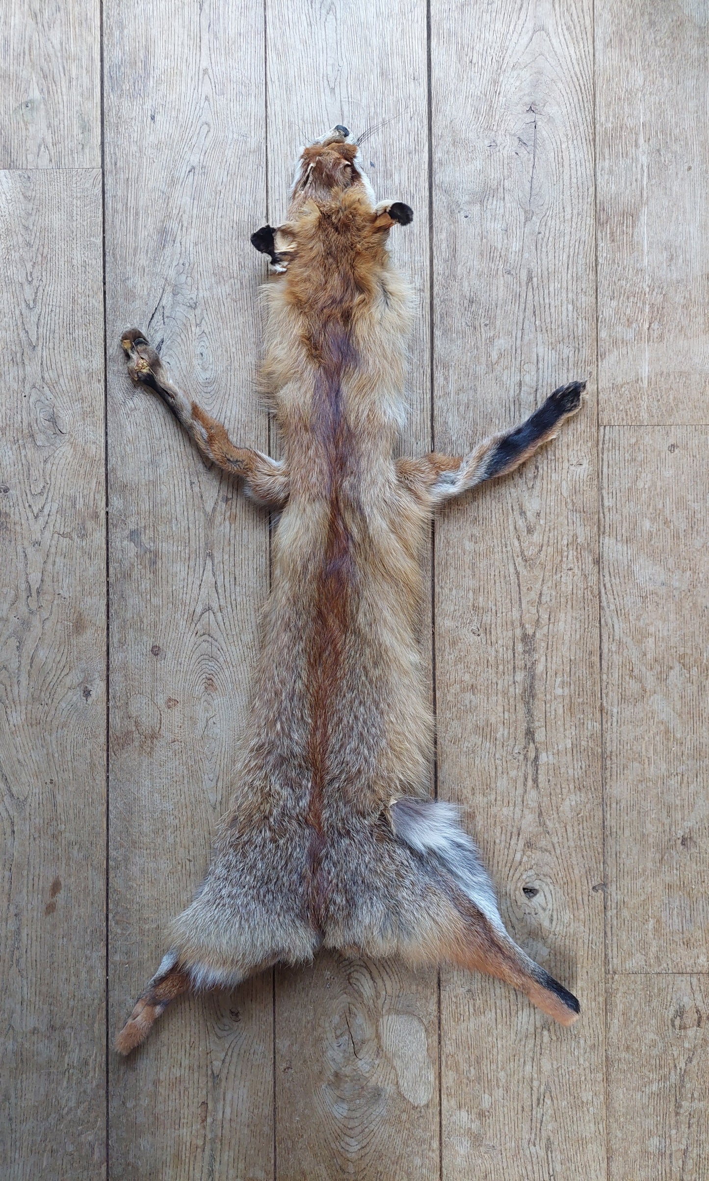 Red fox hide #11, B-quality