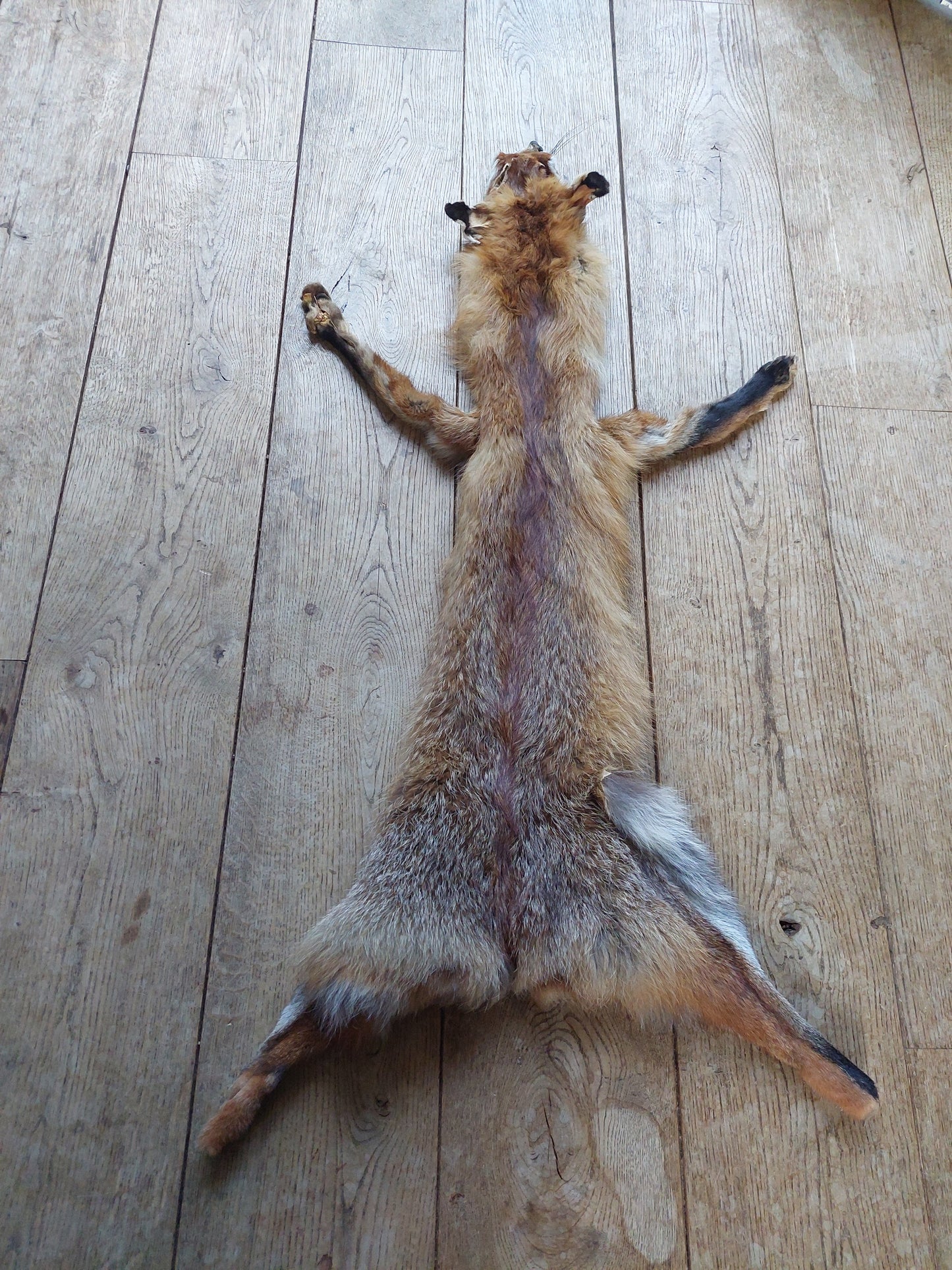 Red fox hide #11, B-quality