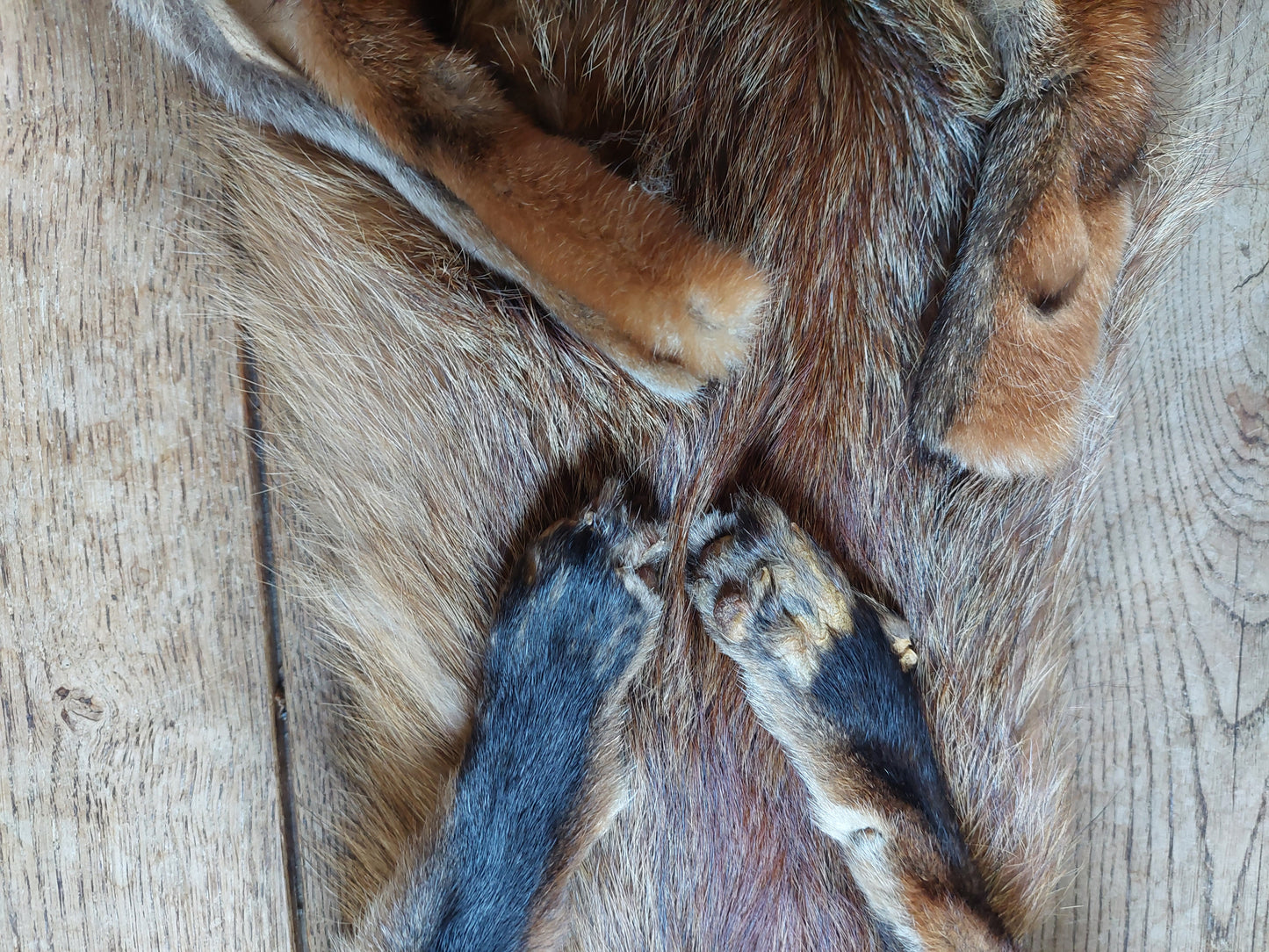 Red fox hide #11, B-quality