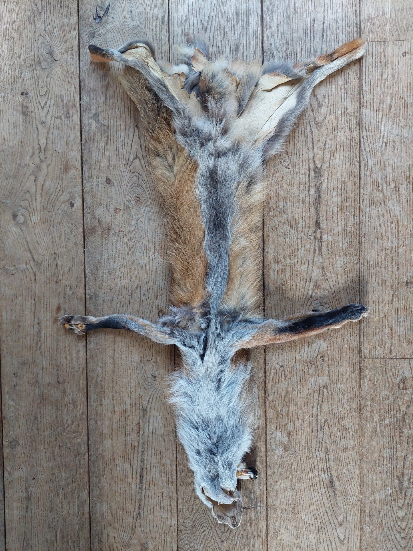 Red fox hide #11, B-quality