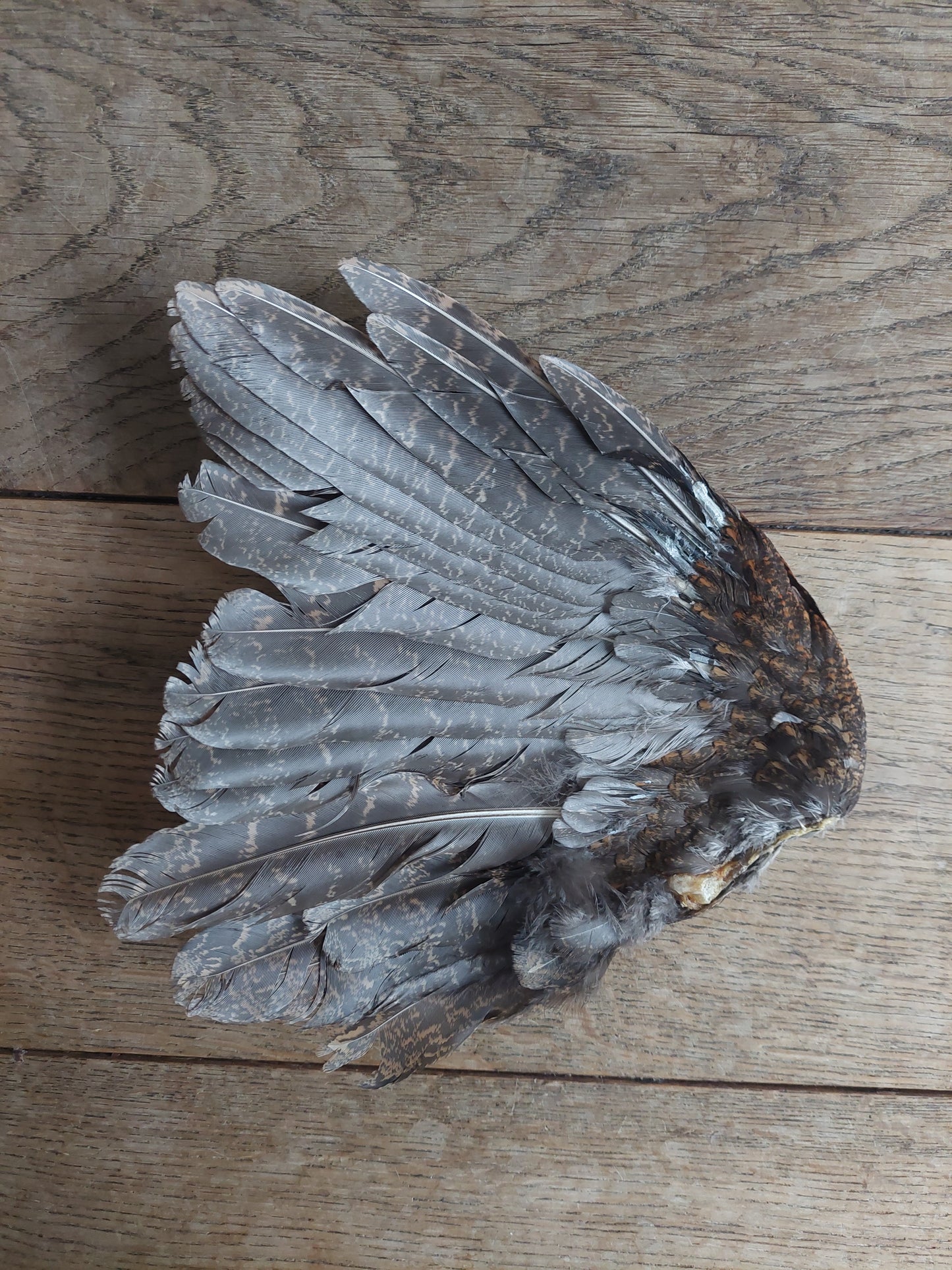 Pheasant single wing #6