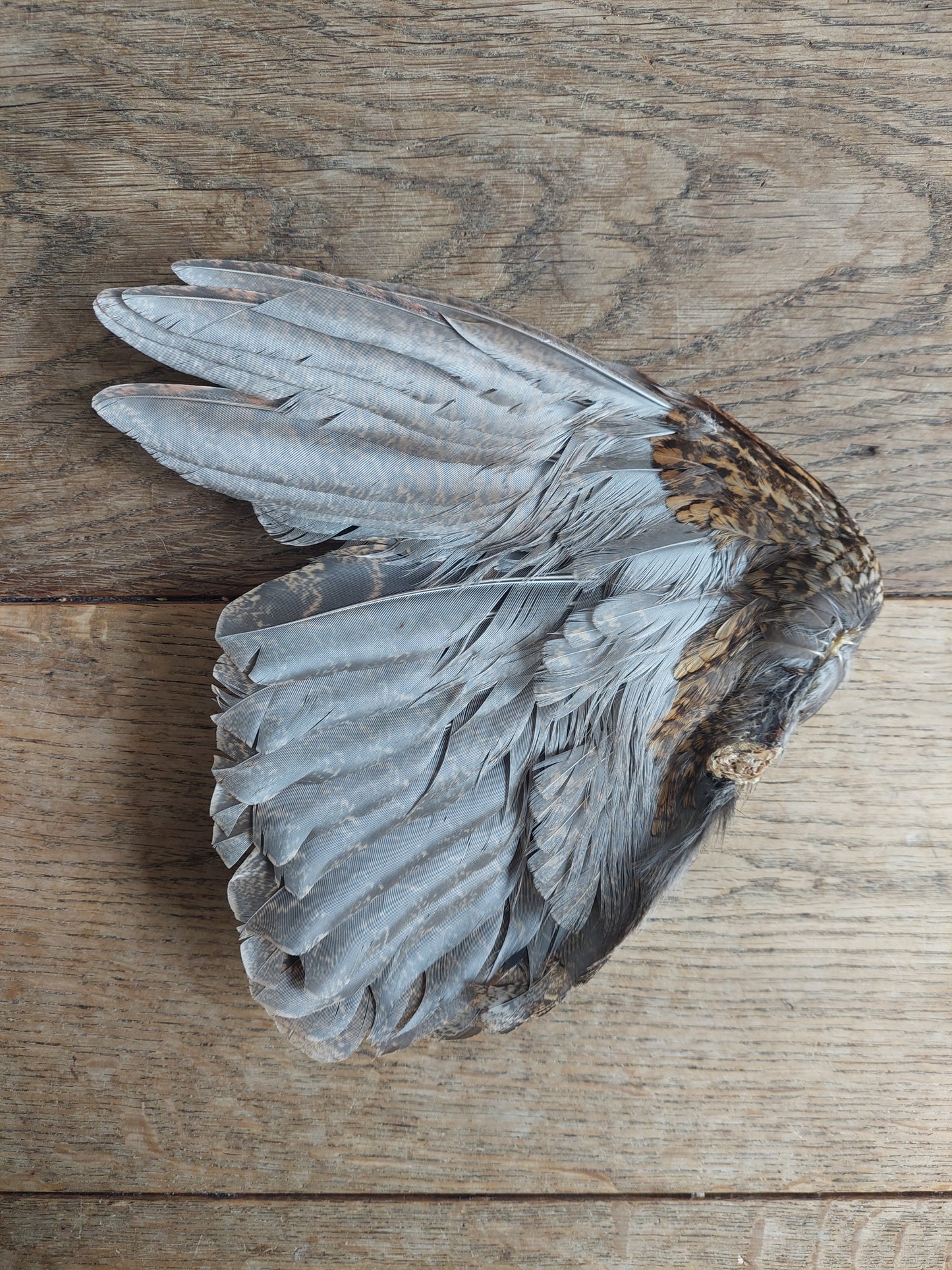 Pheasant single wing #12, B-quality