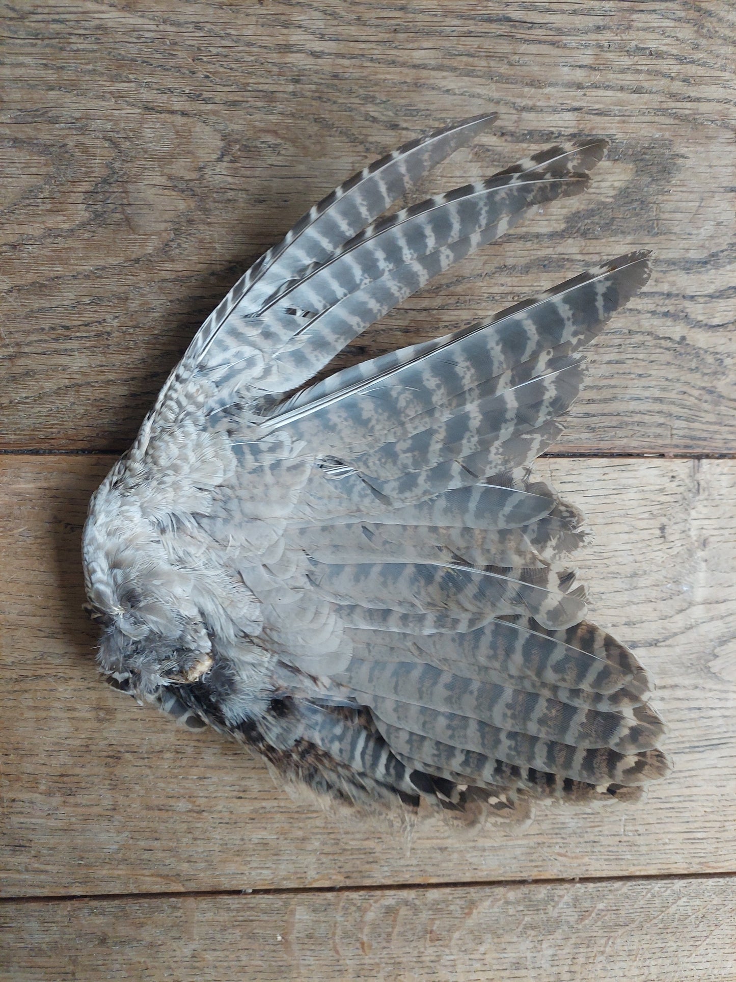 Pheasant single wing #13, B-quality