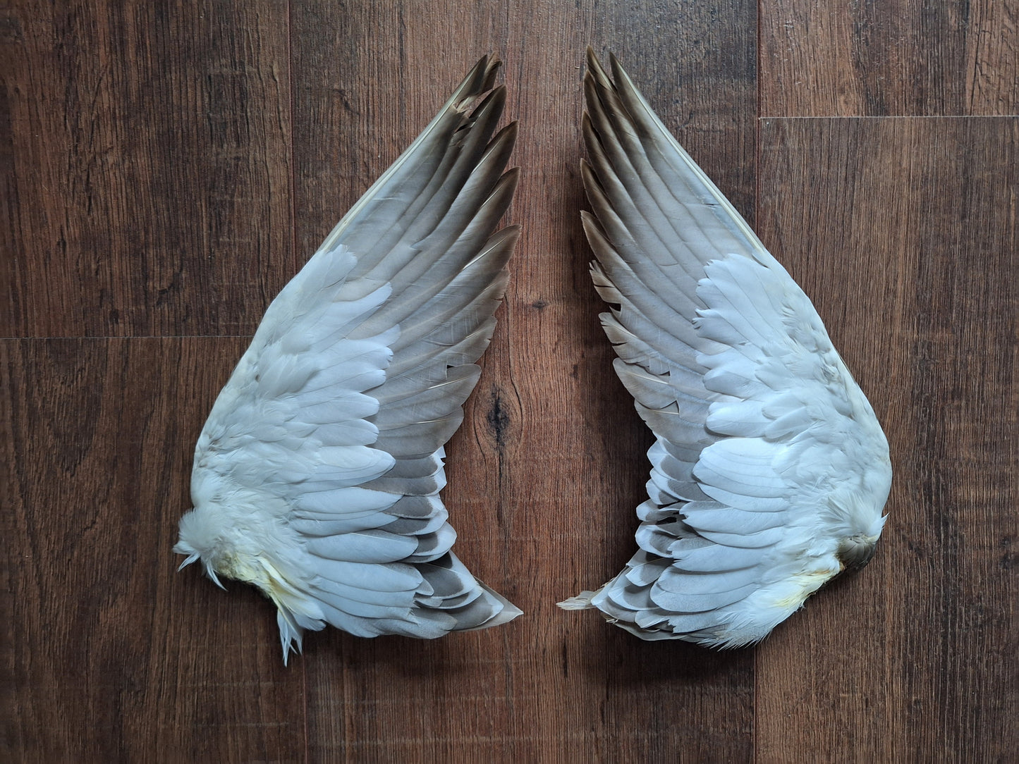 Duck set of wings #1