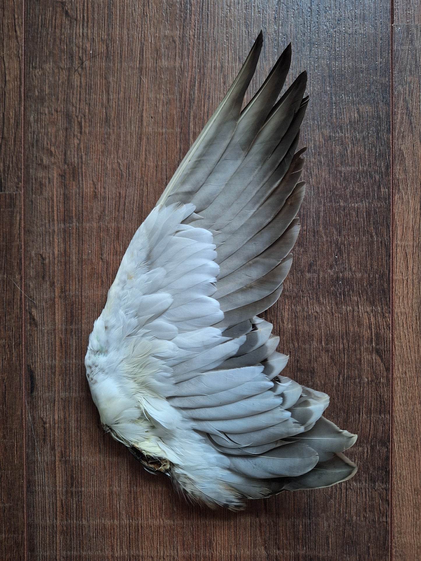 Duck single wing #2