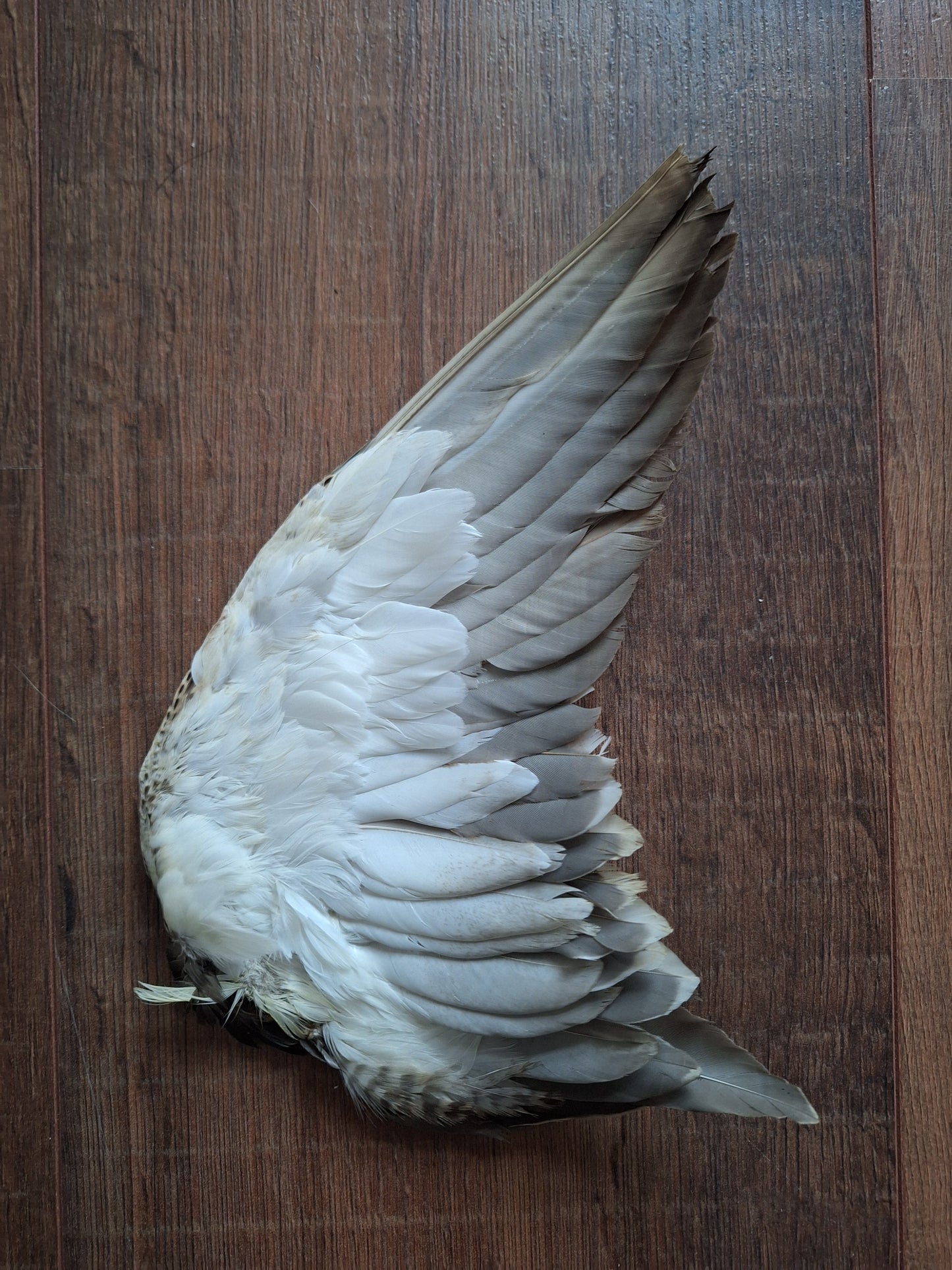 Duck single wing #3