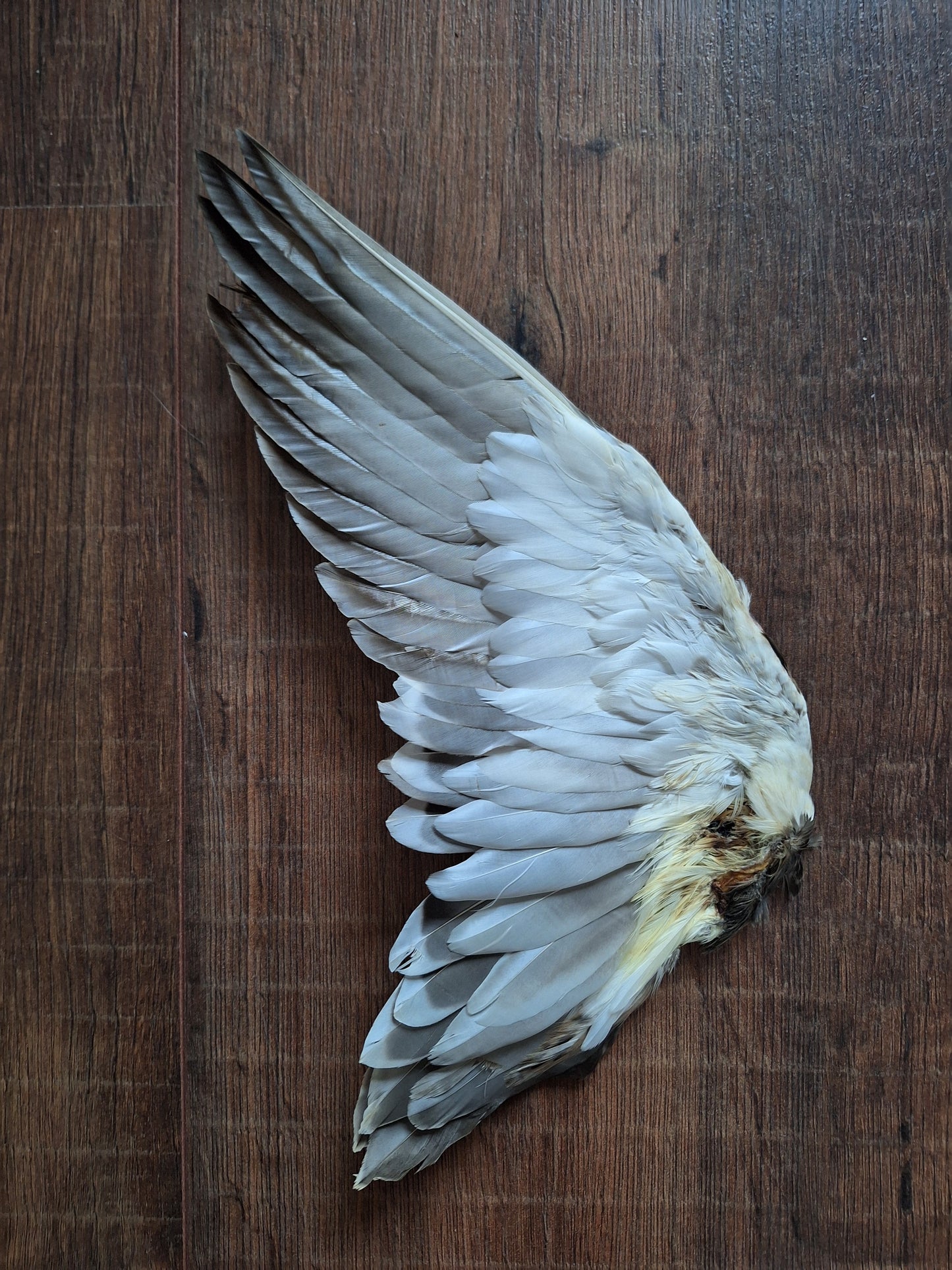 Duck single wing #5