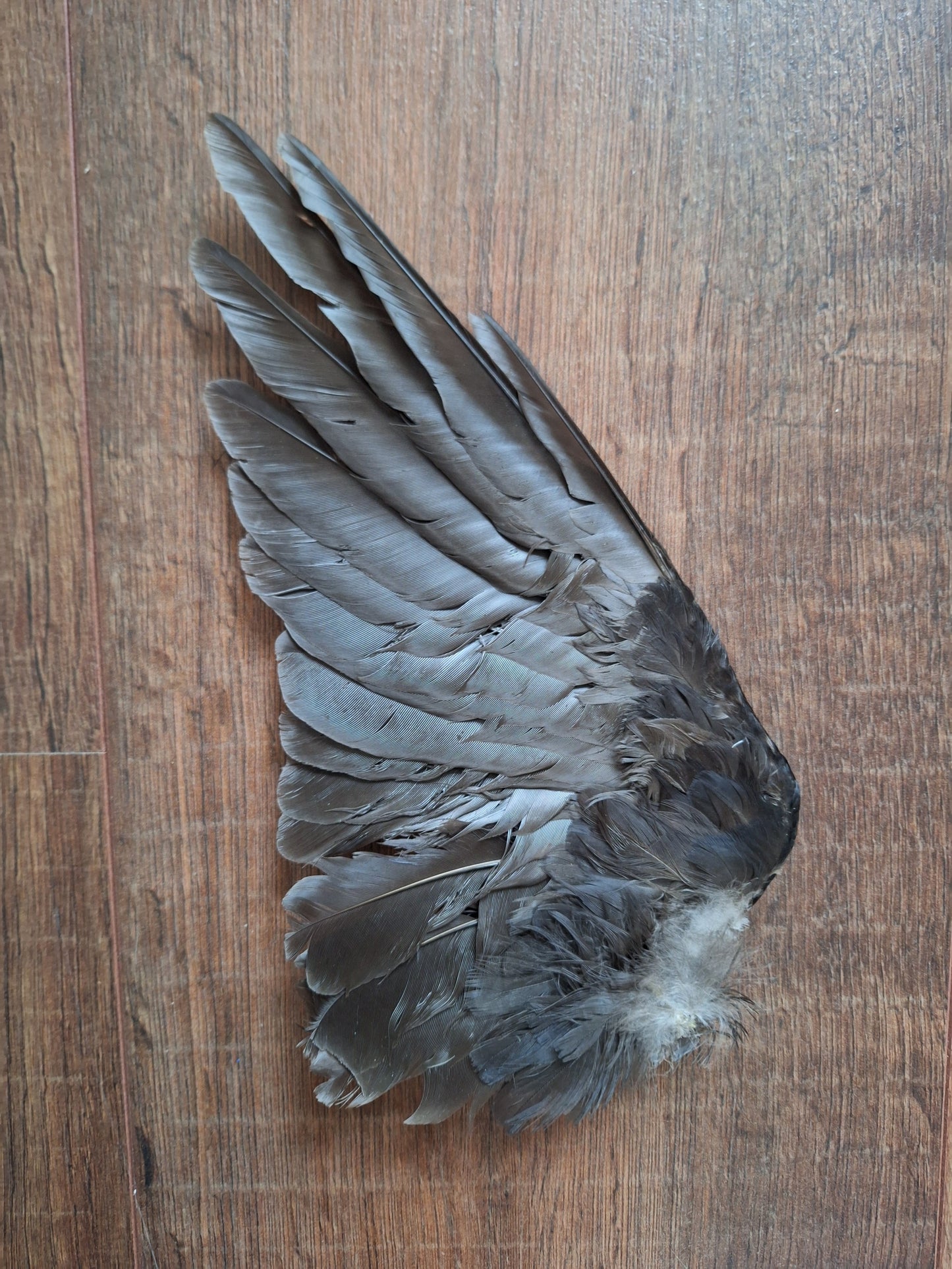 Jackdaw single wings (left side)