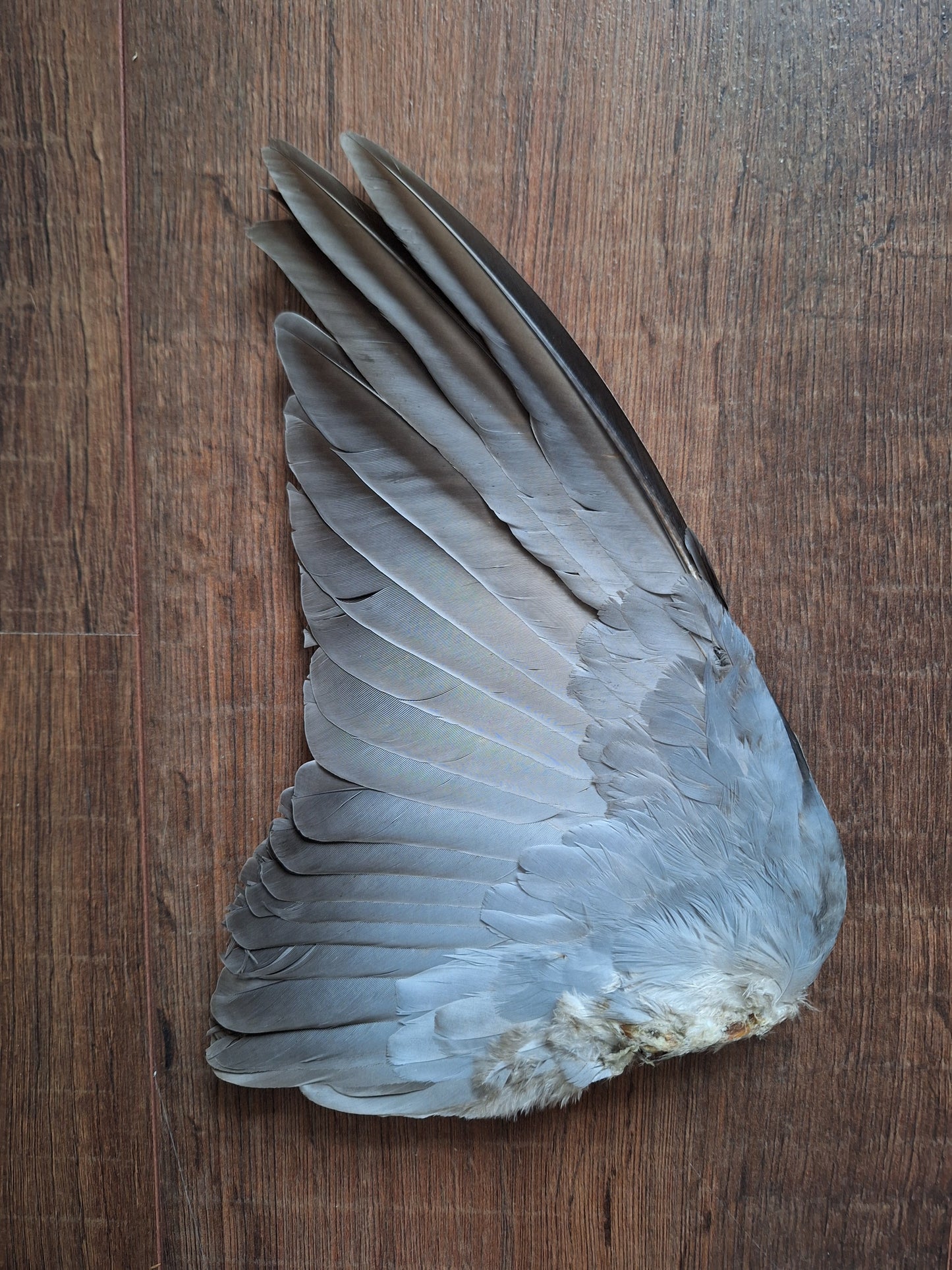 Wood pigeon single wing