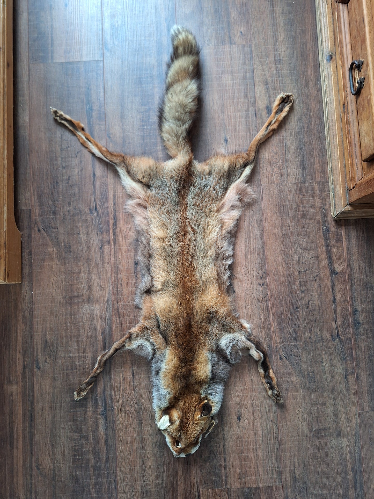 Red fox hide #12