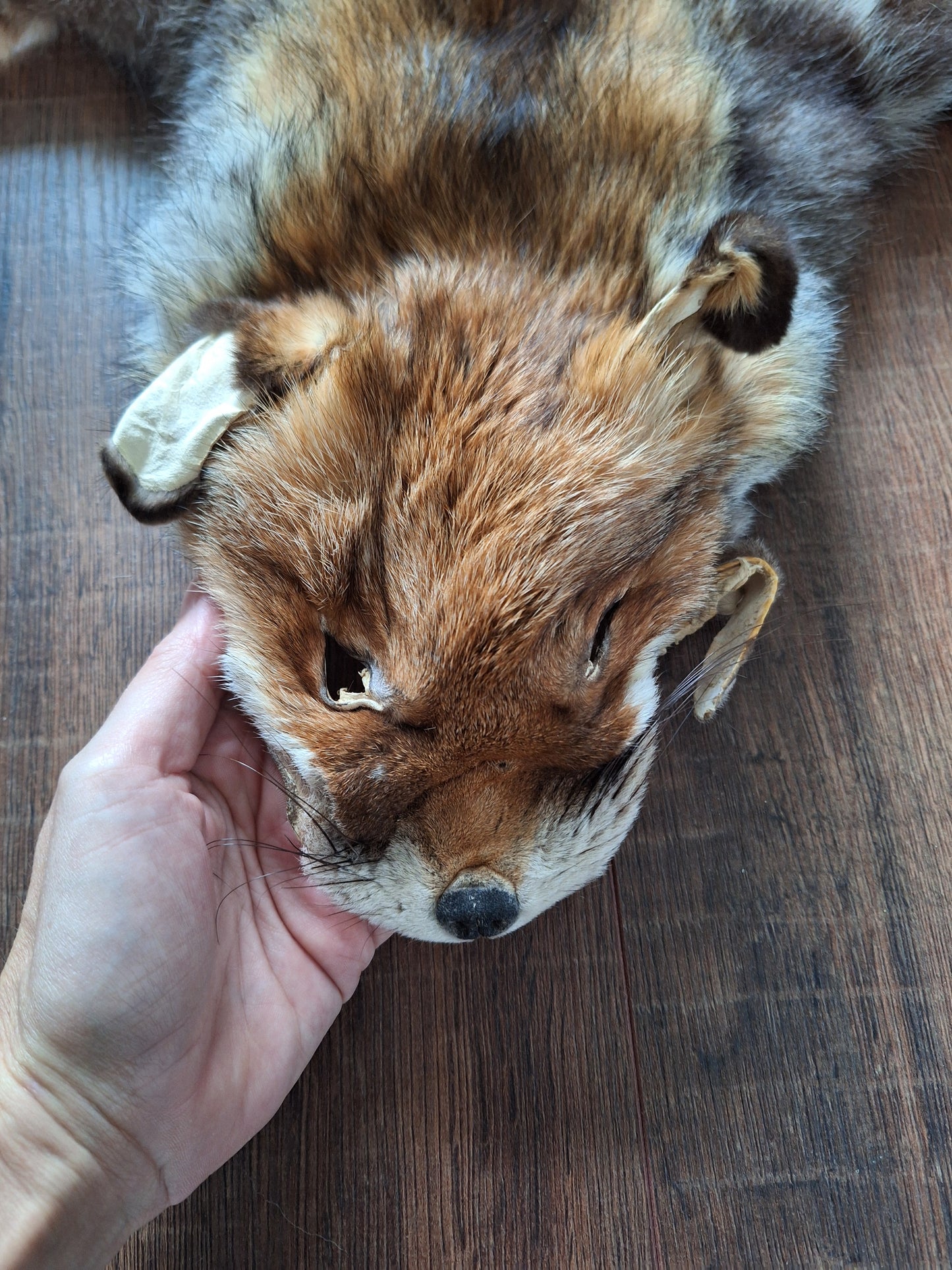 Red fox hide #12
