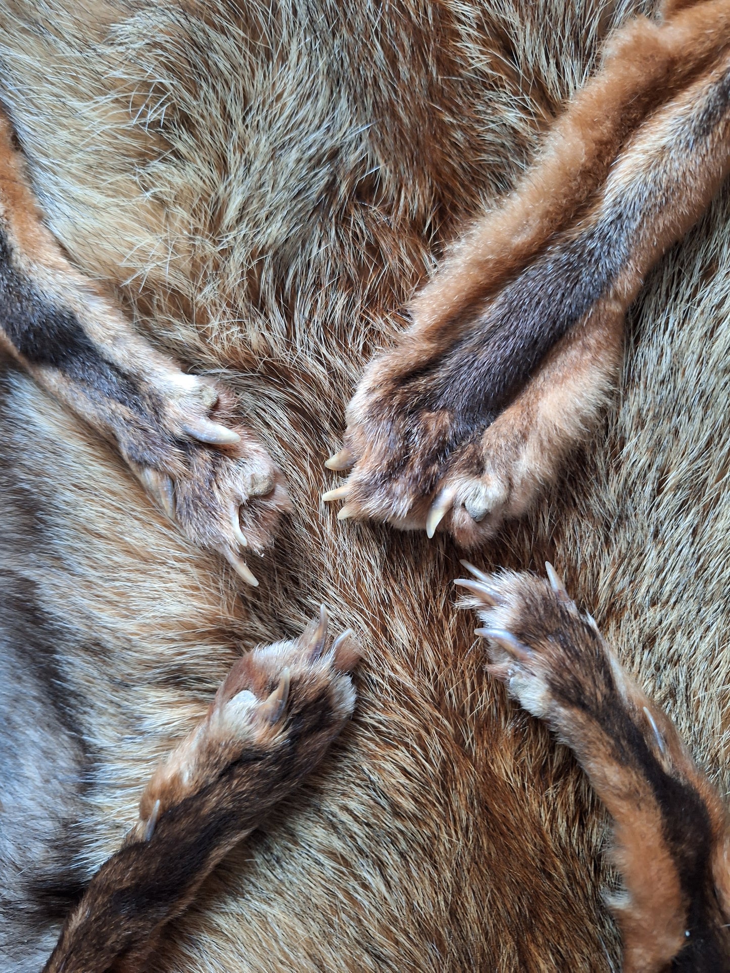 Red fox hide #12