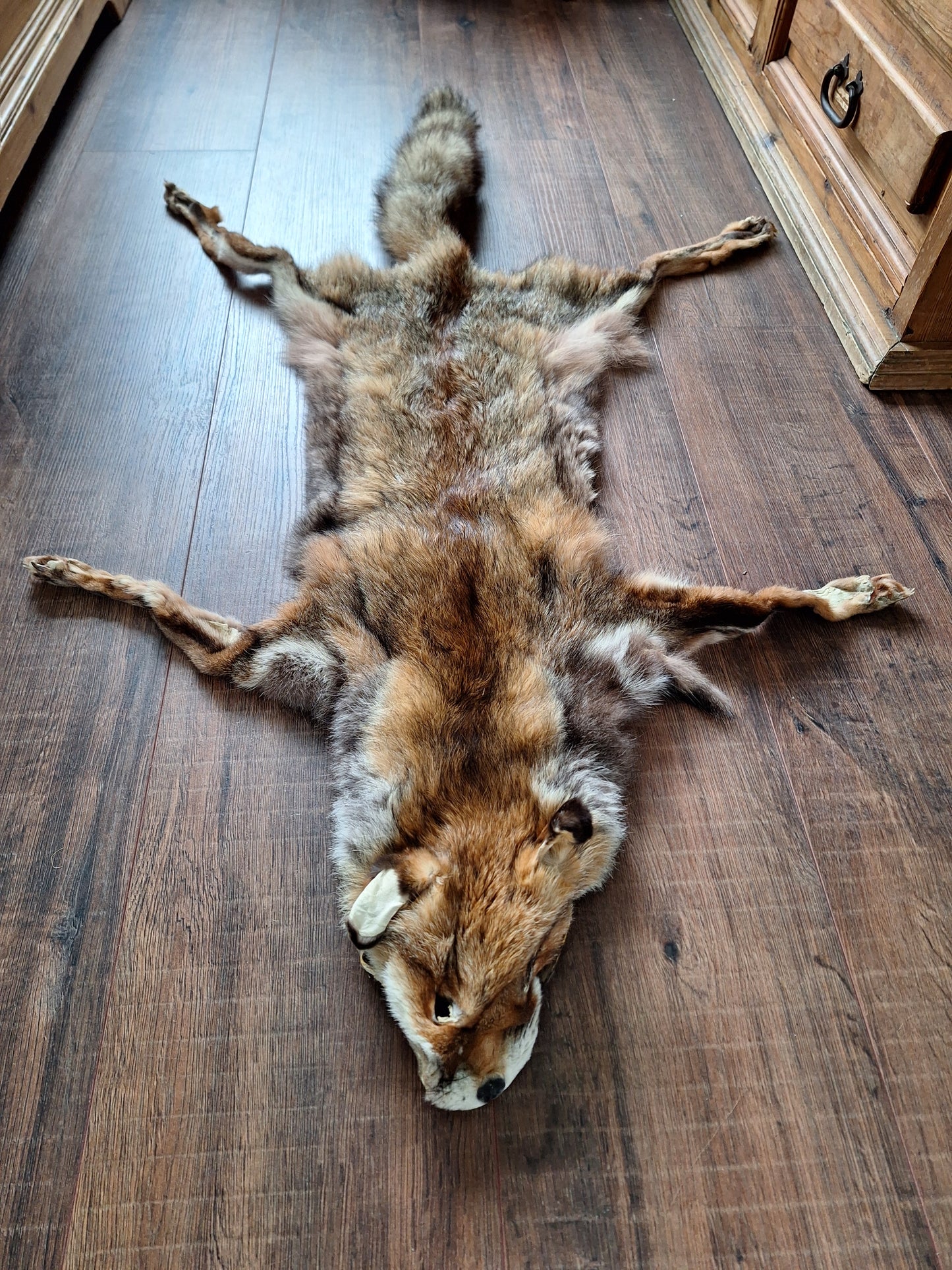 Red fox hide #12