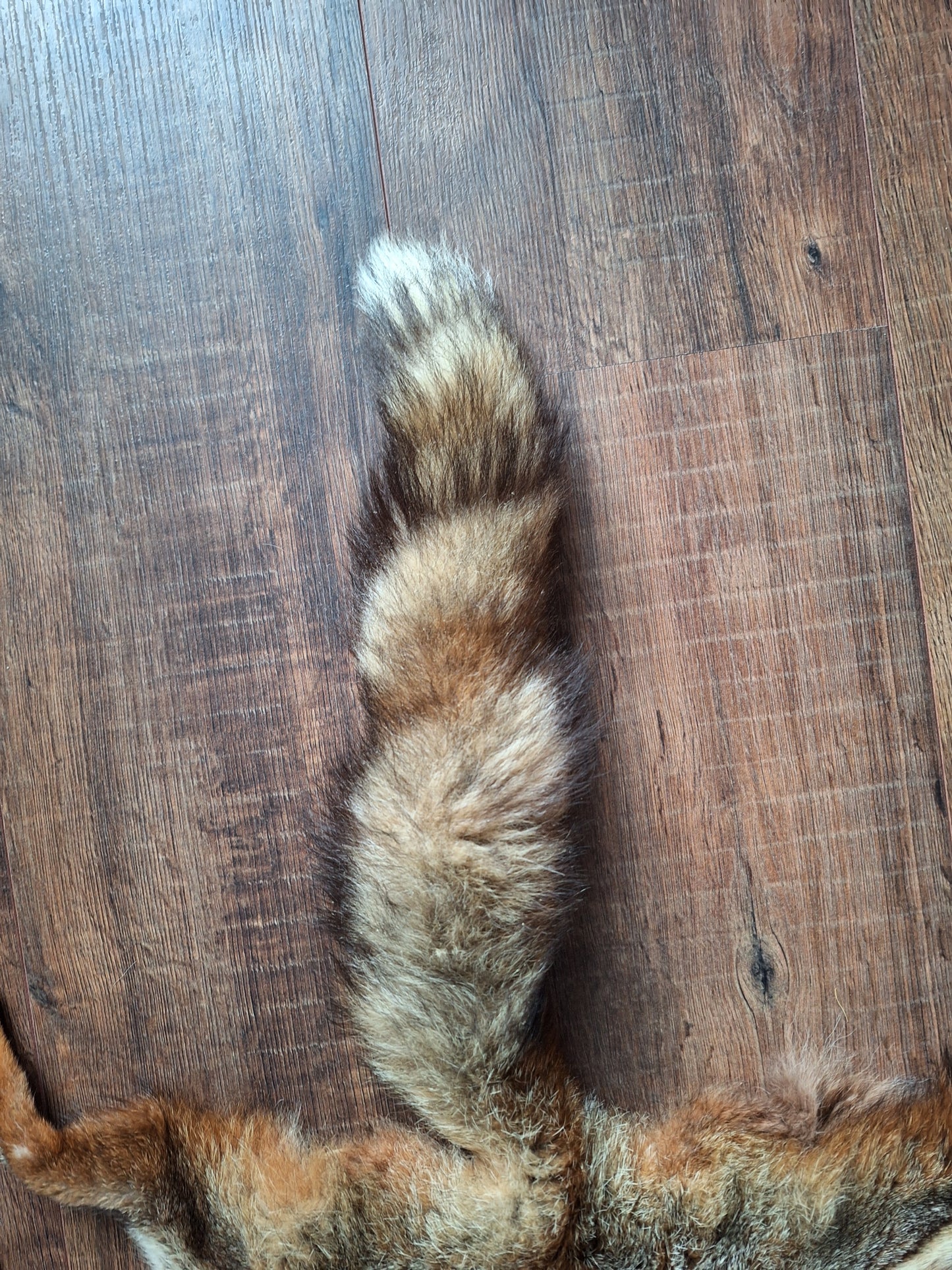 Red fox hide #12
