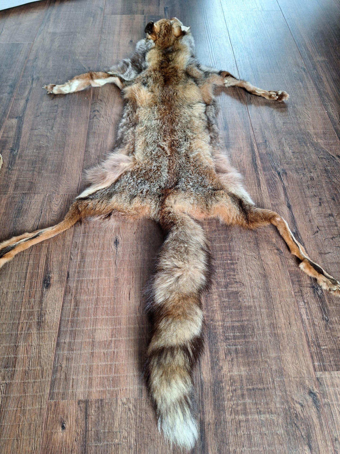 Red fox hide #12