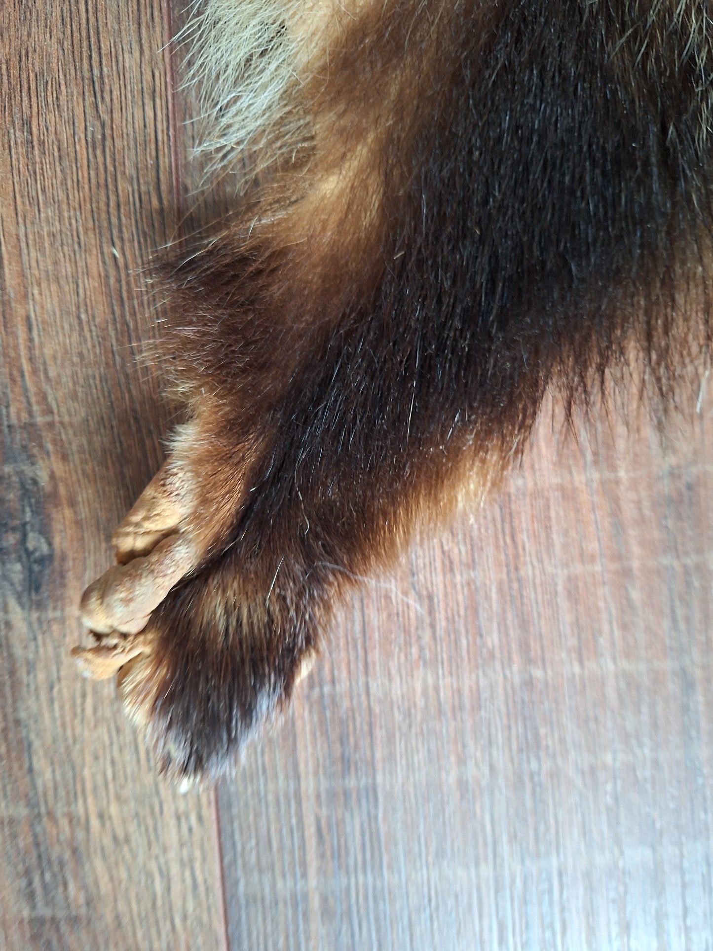 Badger hide #4