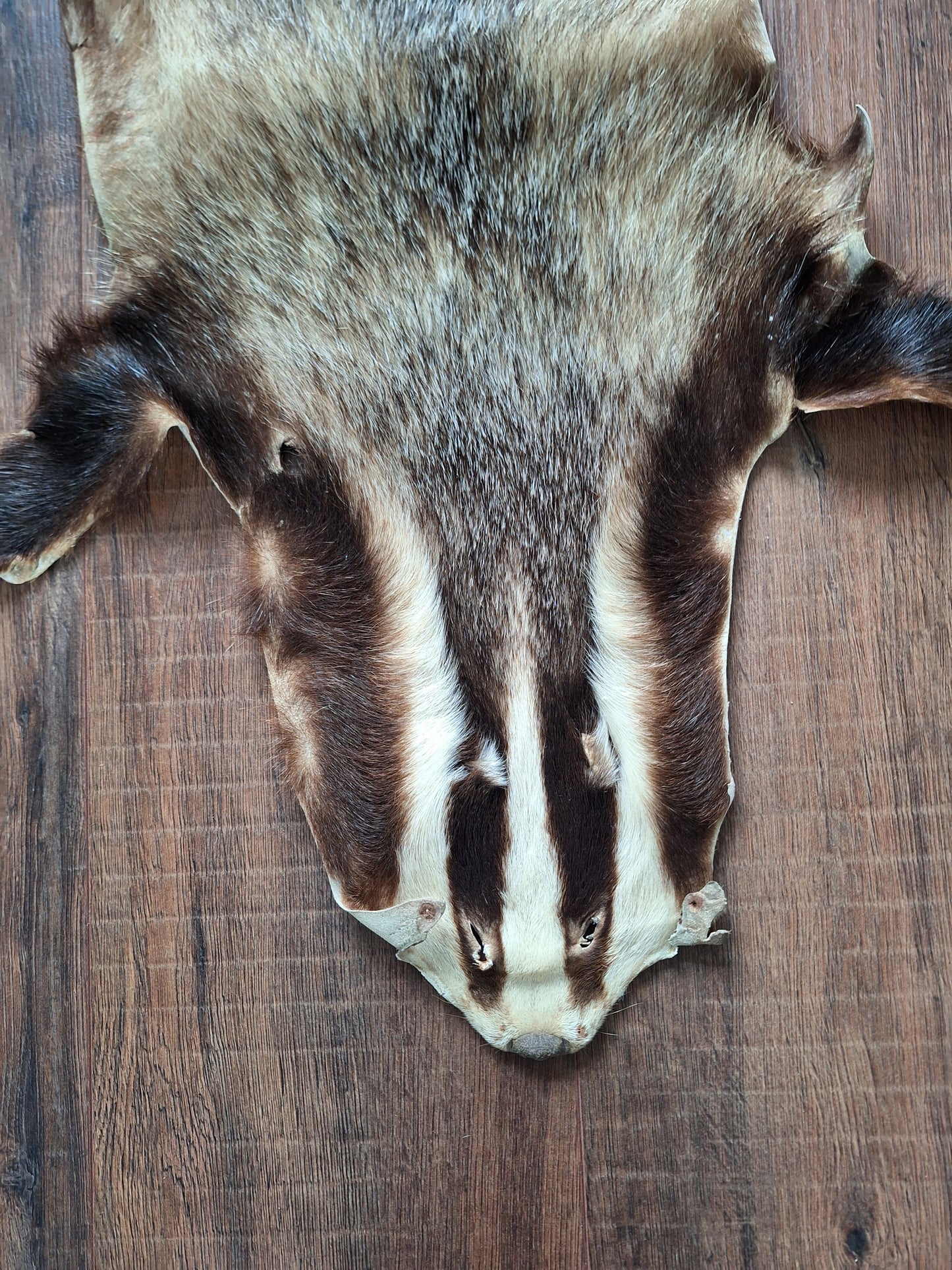 Badger hide #5